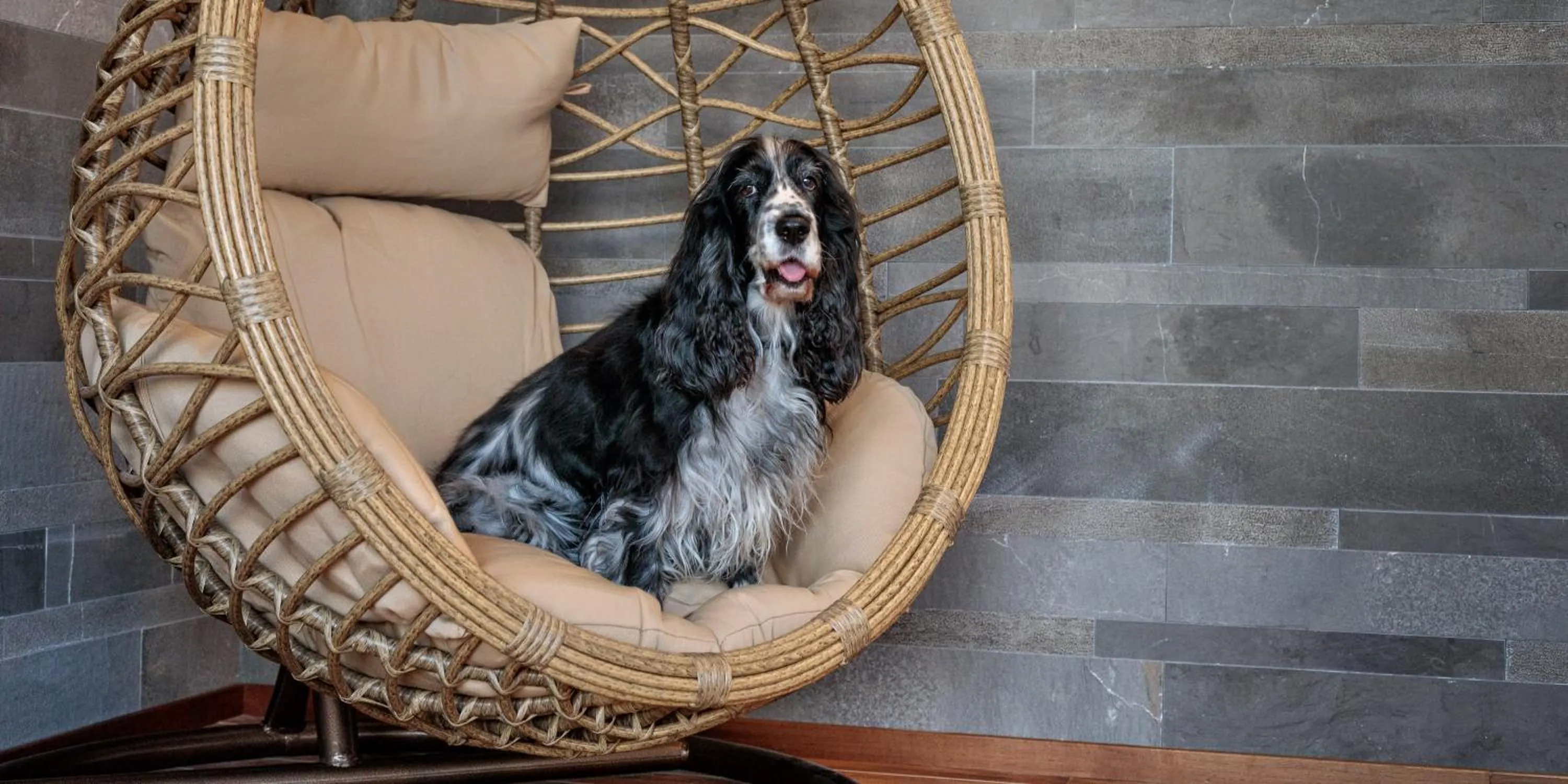 Animals in Hotel The Cube