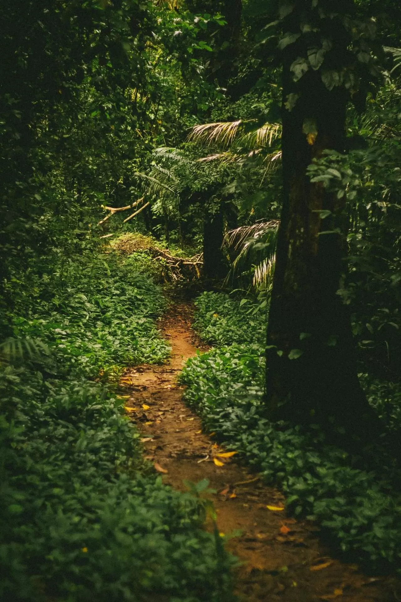 Hiking in Saboga Lodge