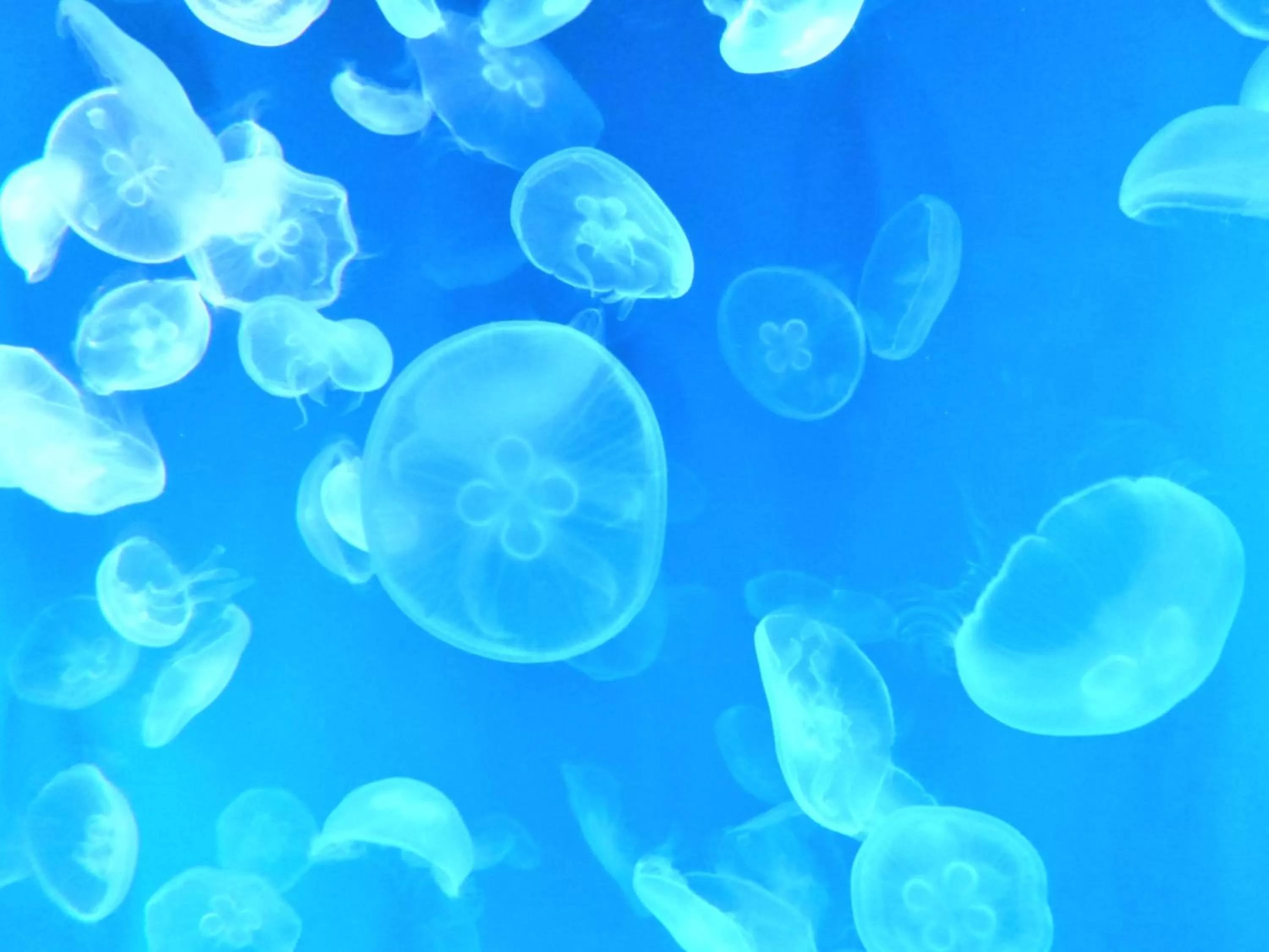 Nearby landmark in Hotel Wing International Kyoto - Shijo Karasuma