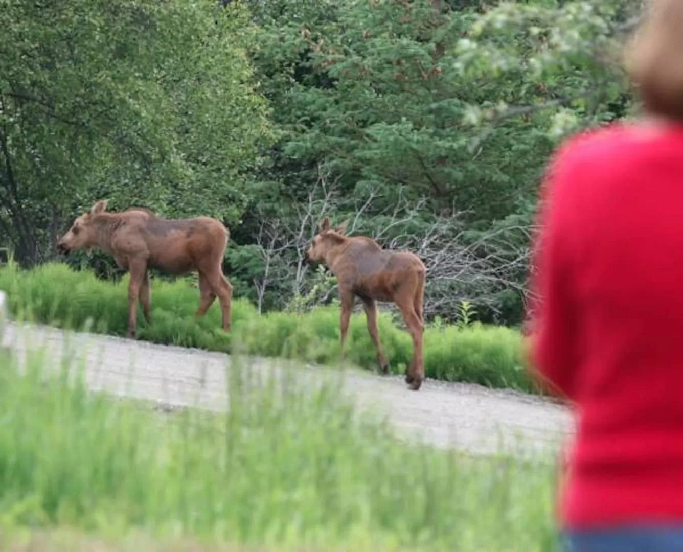 Natural landscape, Other Animals in Halcyon Heights B&B/Inn