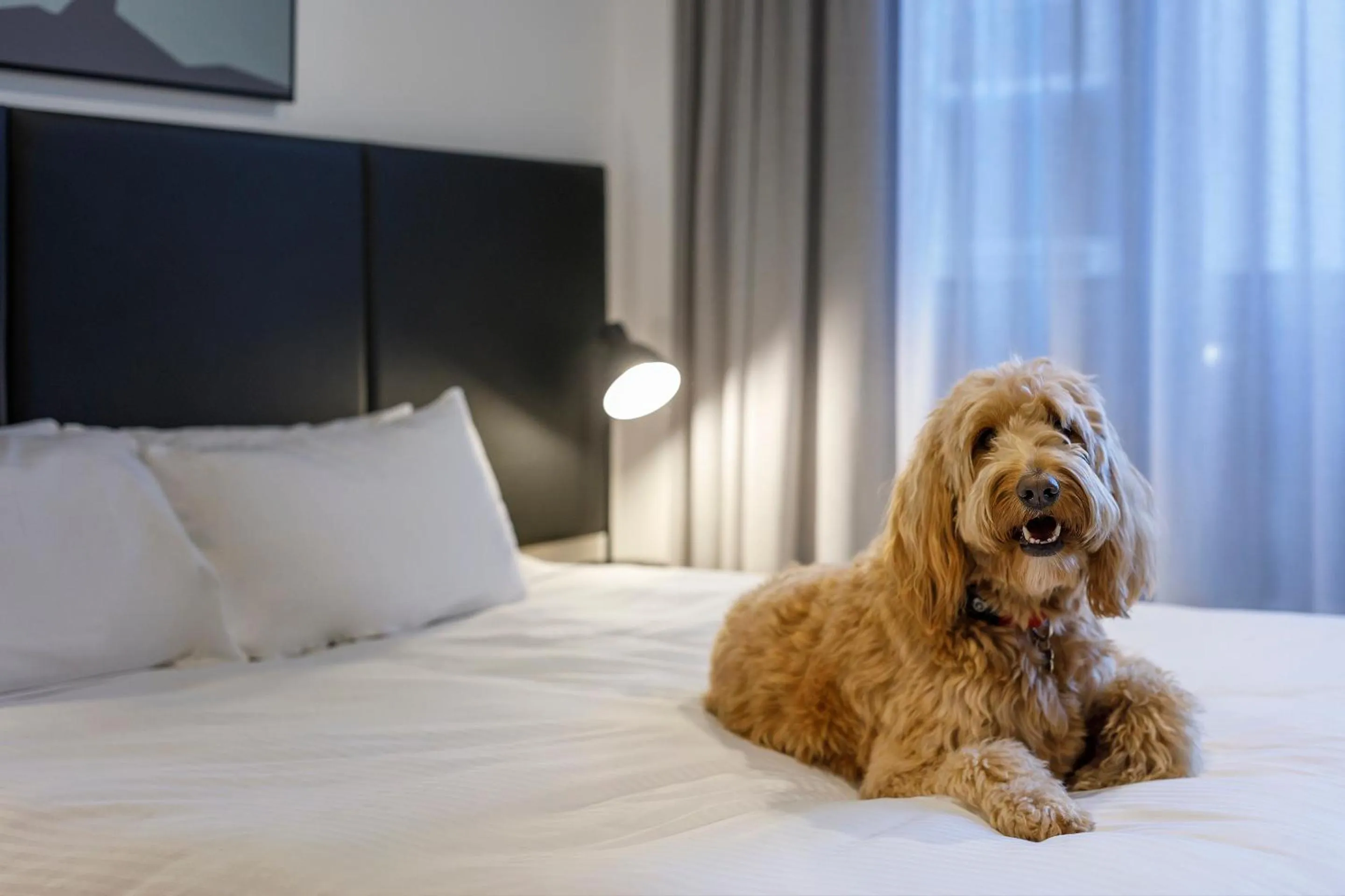 Pets, Bed in Quest Robina