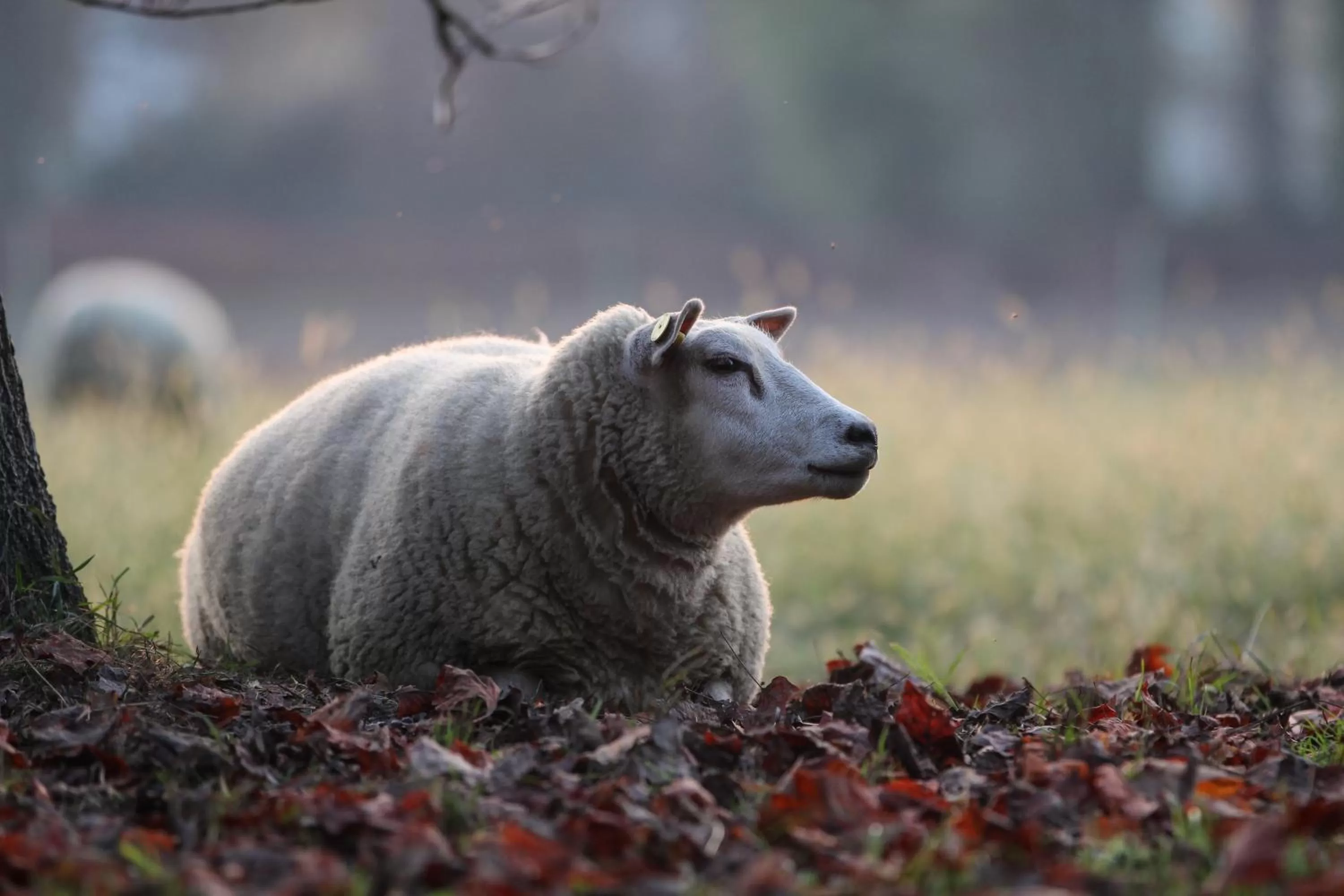 Animals in Agriturismo Il Torrione
