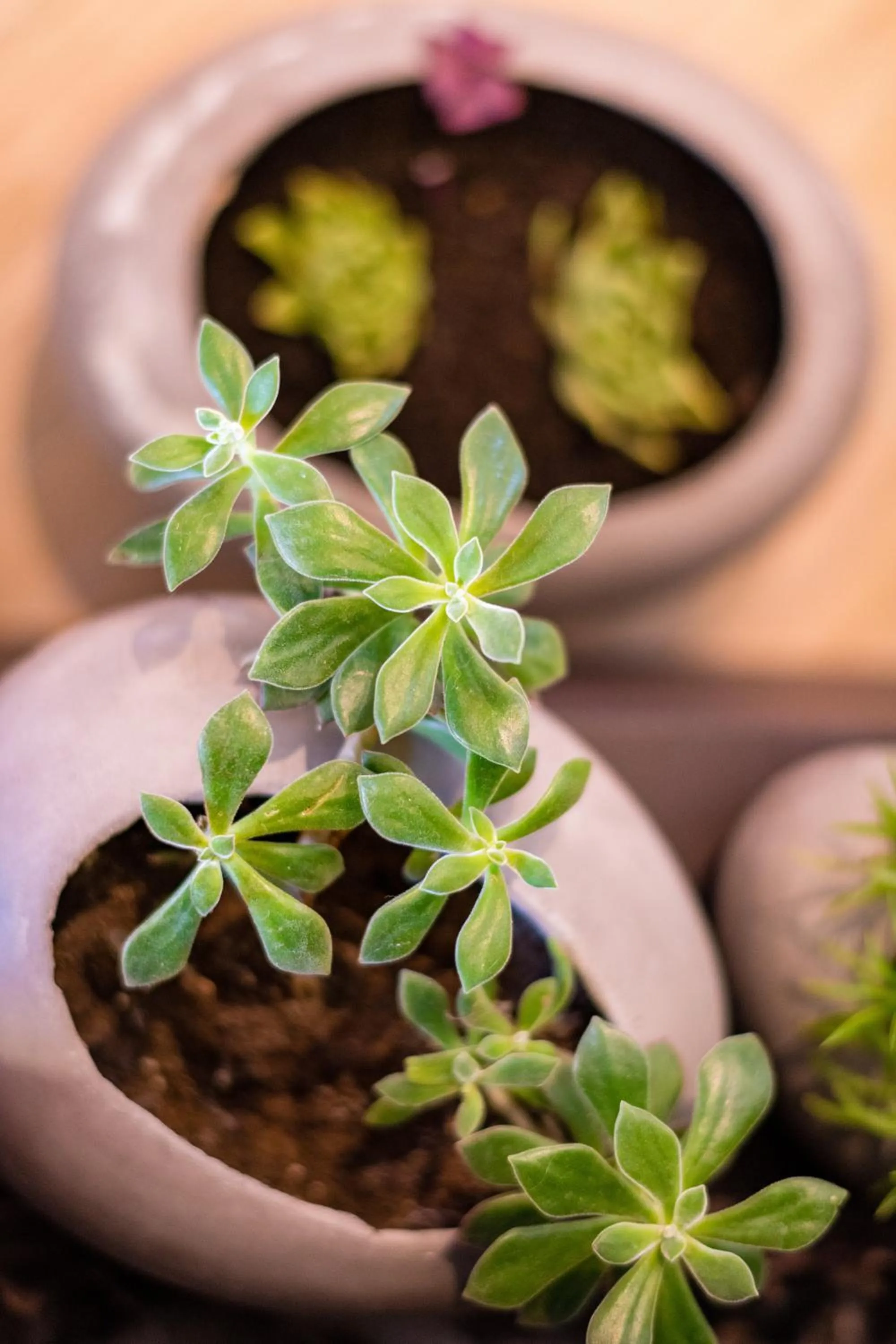 Decorative detail in Anthemion Suites and Villas