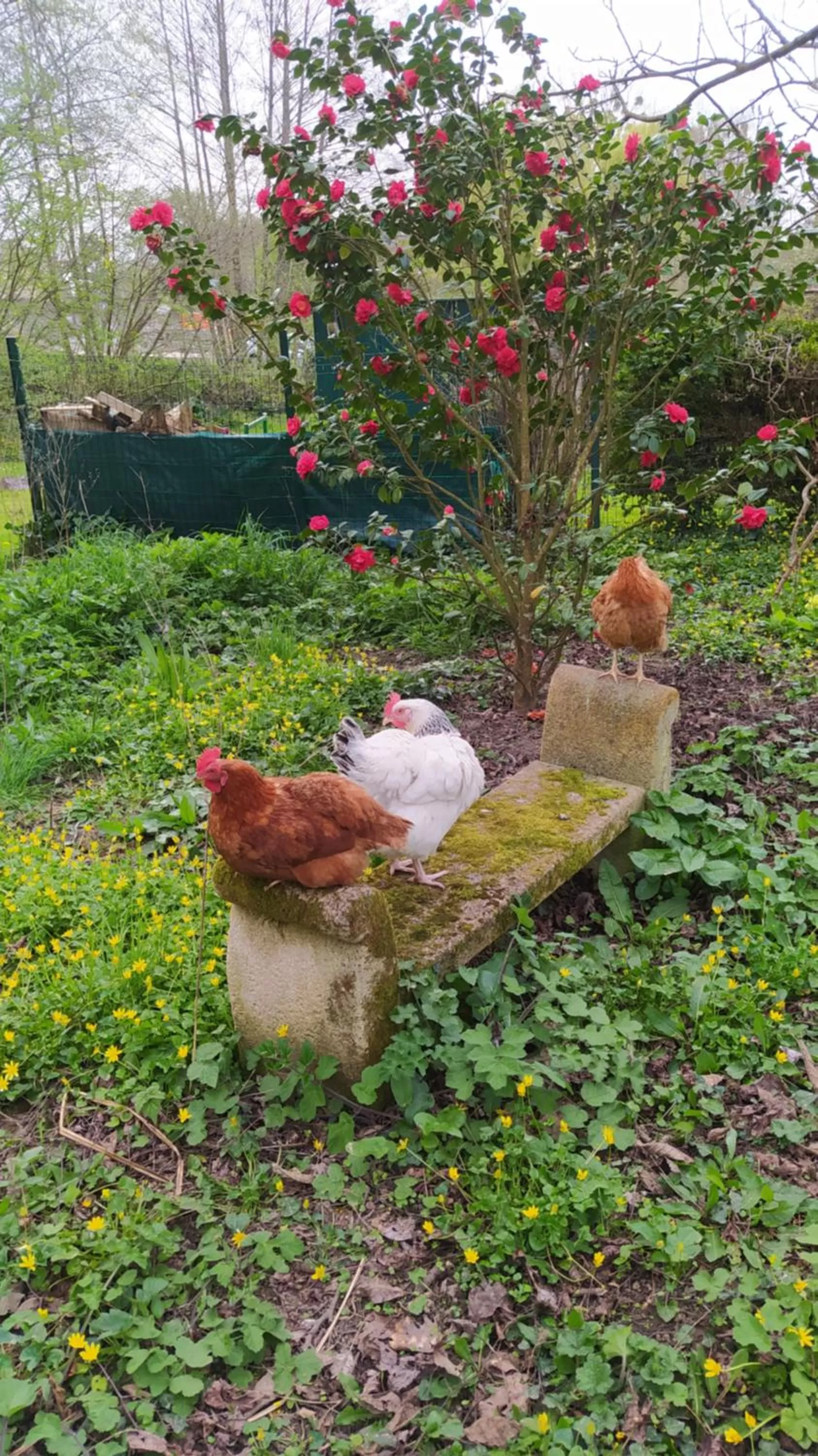 Animals in Ker Anahid - L'Atelier