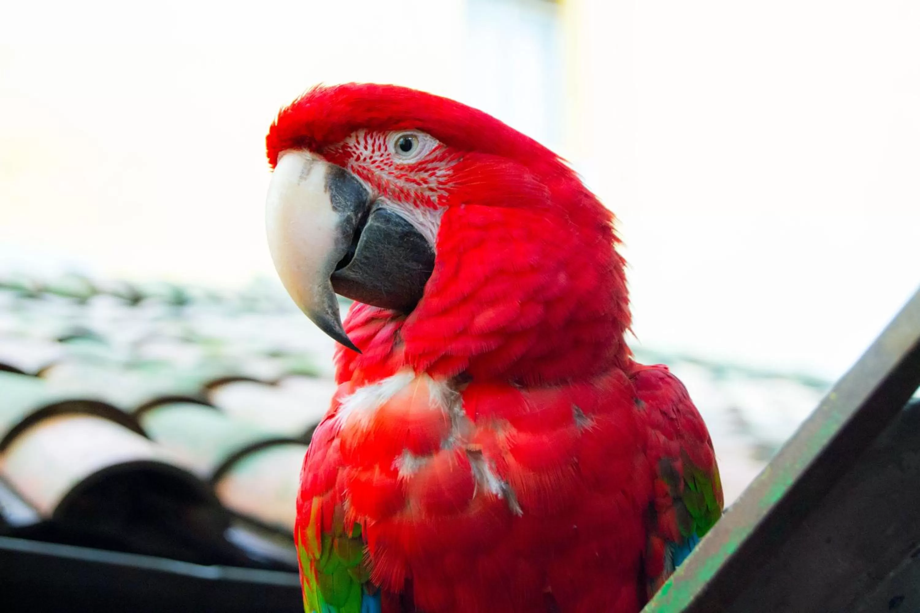 Pets in Hotel & Restaurante Guarania