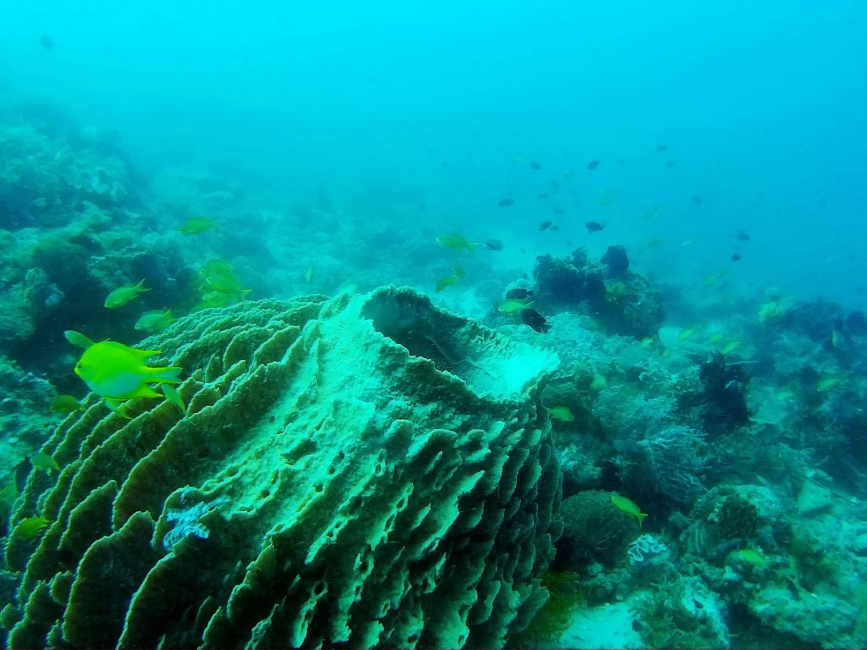 Diving in Paseo Del Mar Seaside Inn