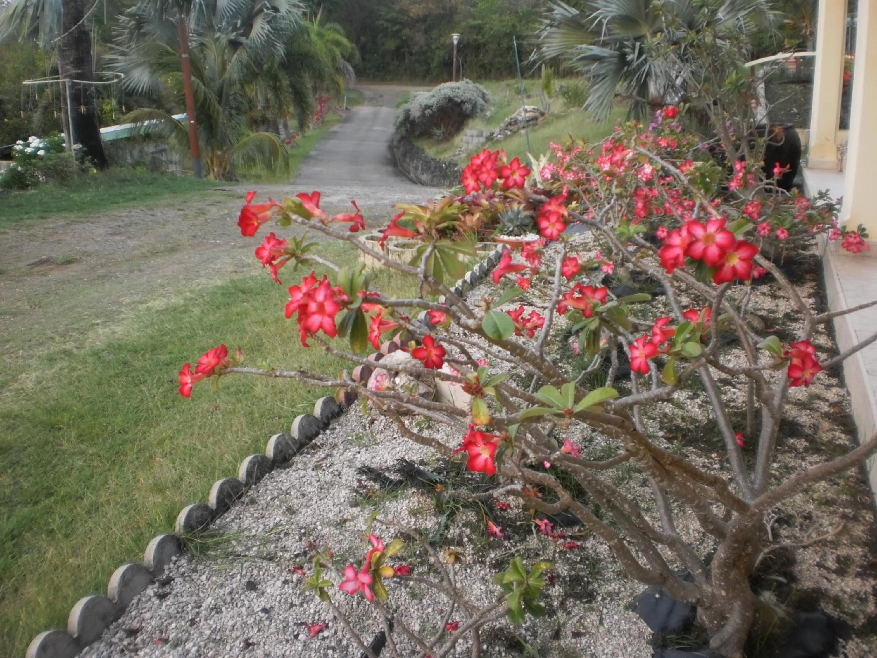 Spring, Garden in Bed and breakfast Riviere