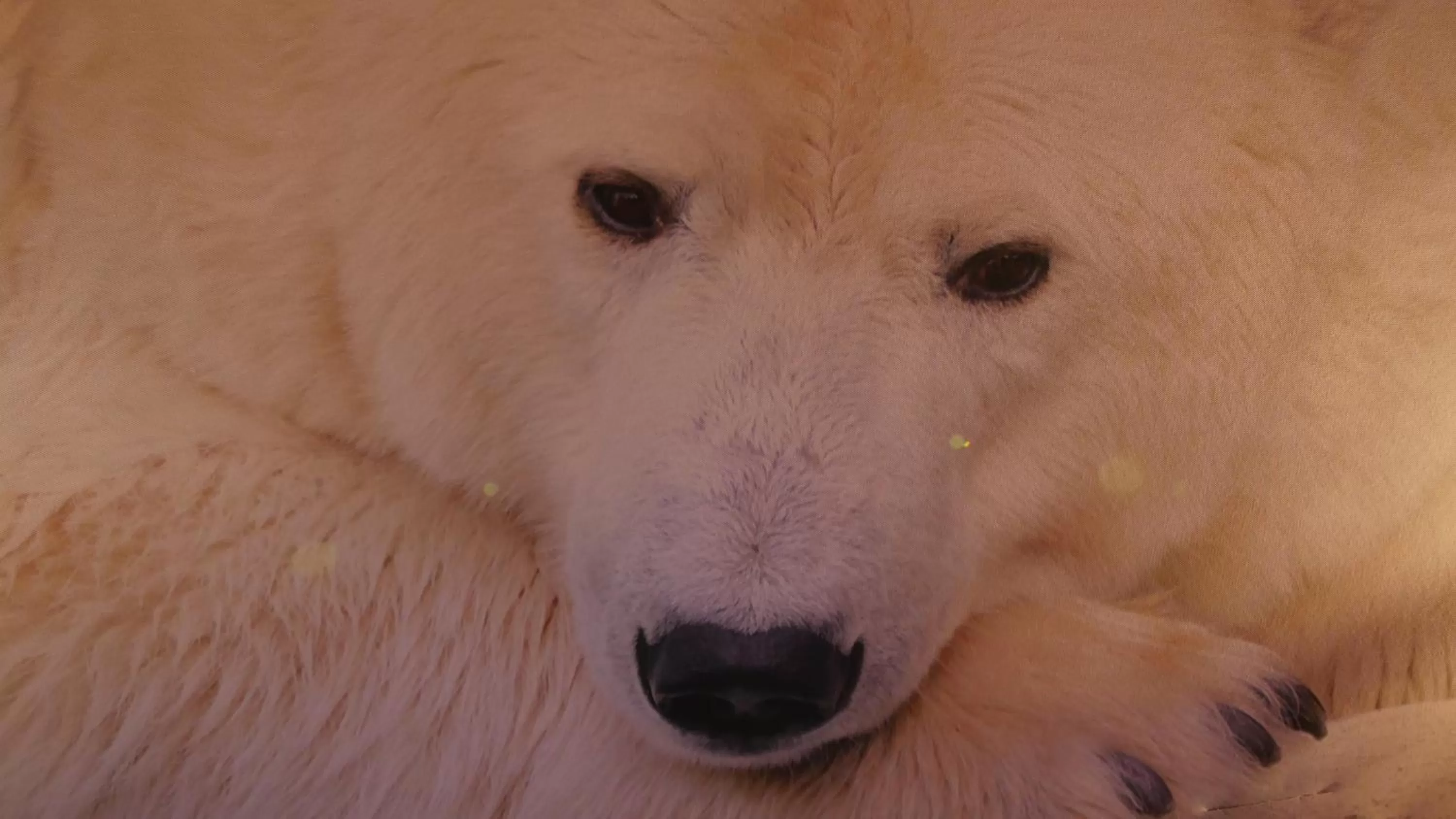 Decorative detail, Pets in Hotel Bel'alpe