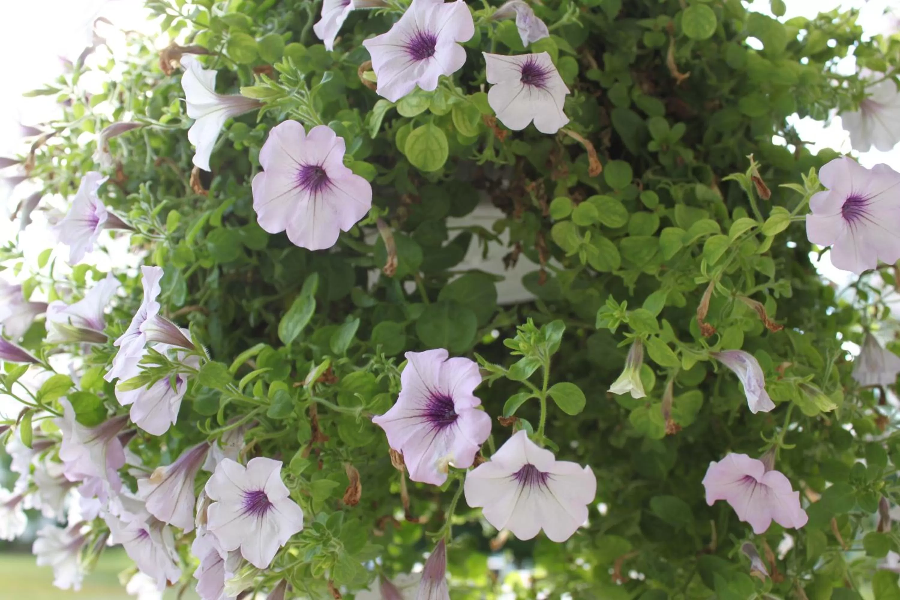 Summer in Victorian Charm Inn