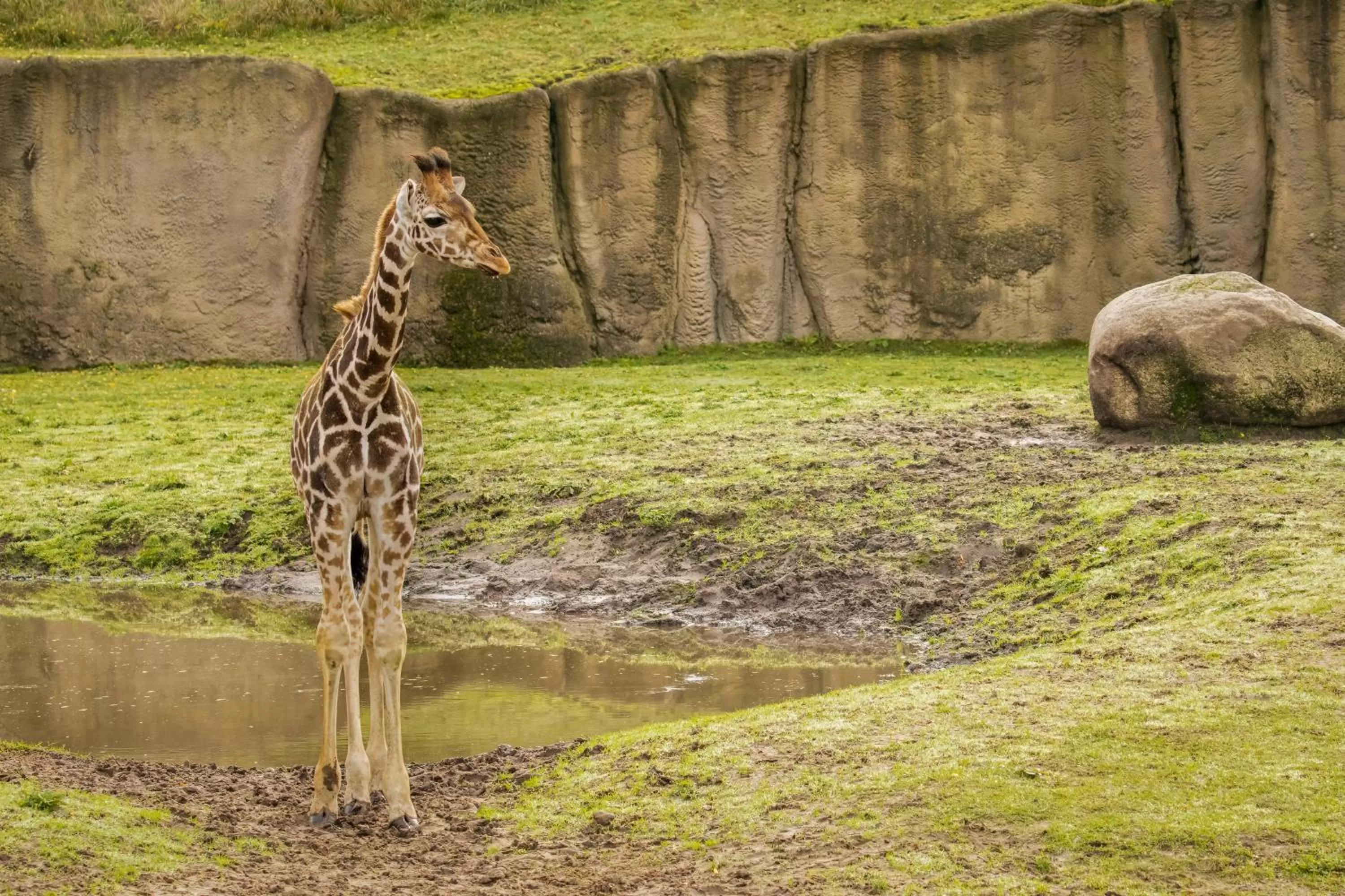 Nearby landmark, Other Animals in Emmen bed and breakfast