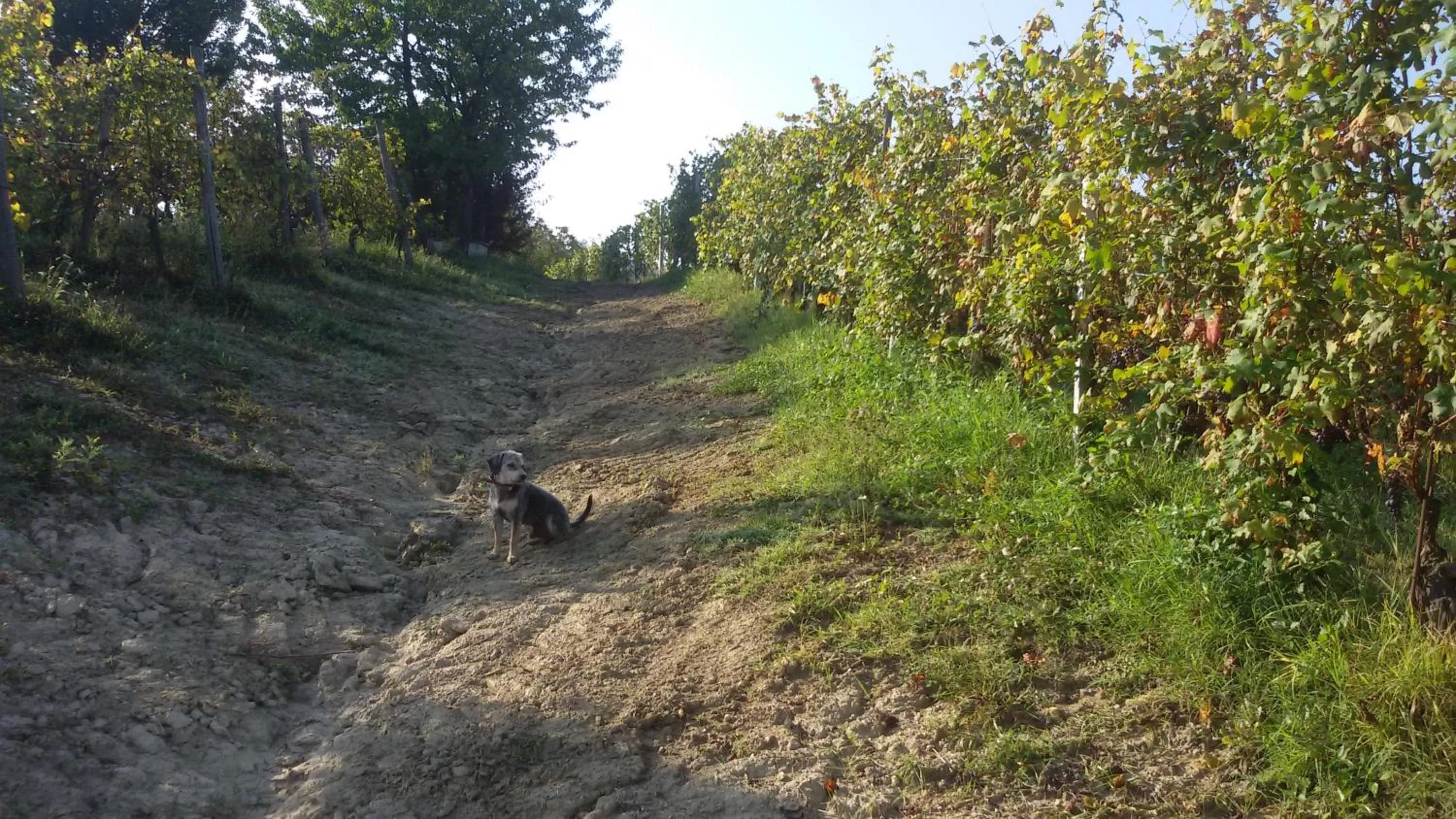 Pets, Natural Landscape in Cascina Torello