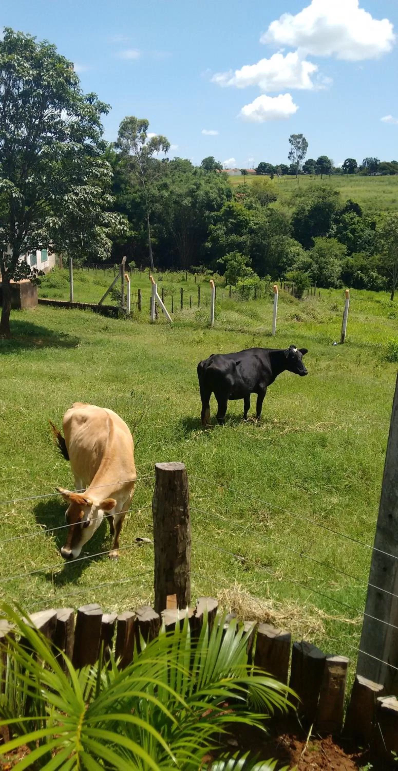 Animals in Pousada Sorocabana