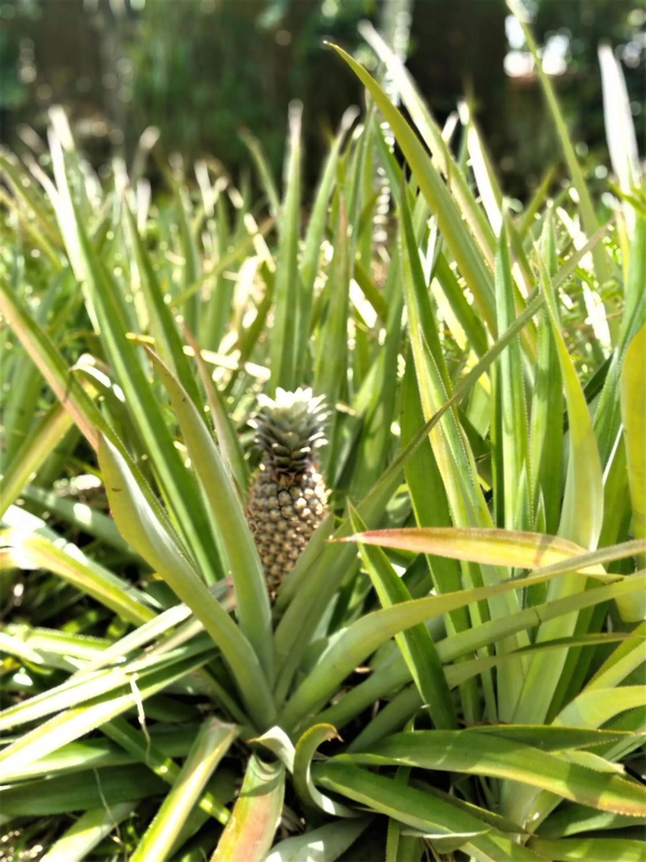 Garden, Other Animals in Ocean Bay Surf Resort Weligama