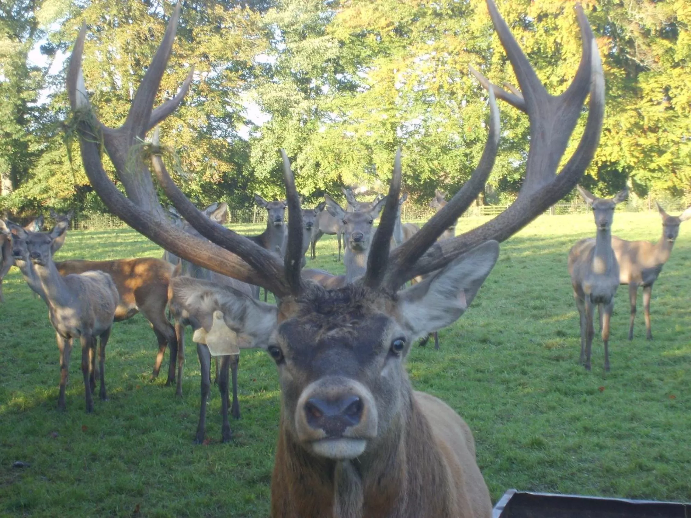 Animals, Other Animals in Ballinwillin House