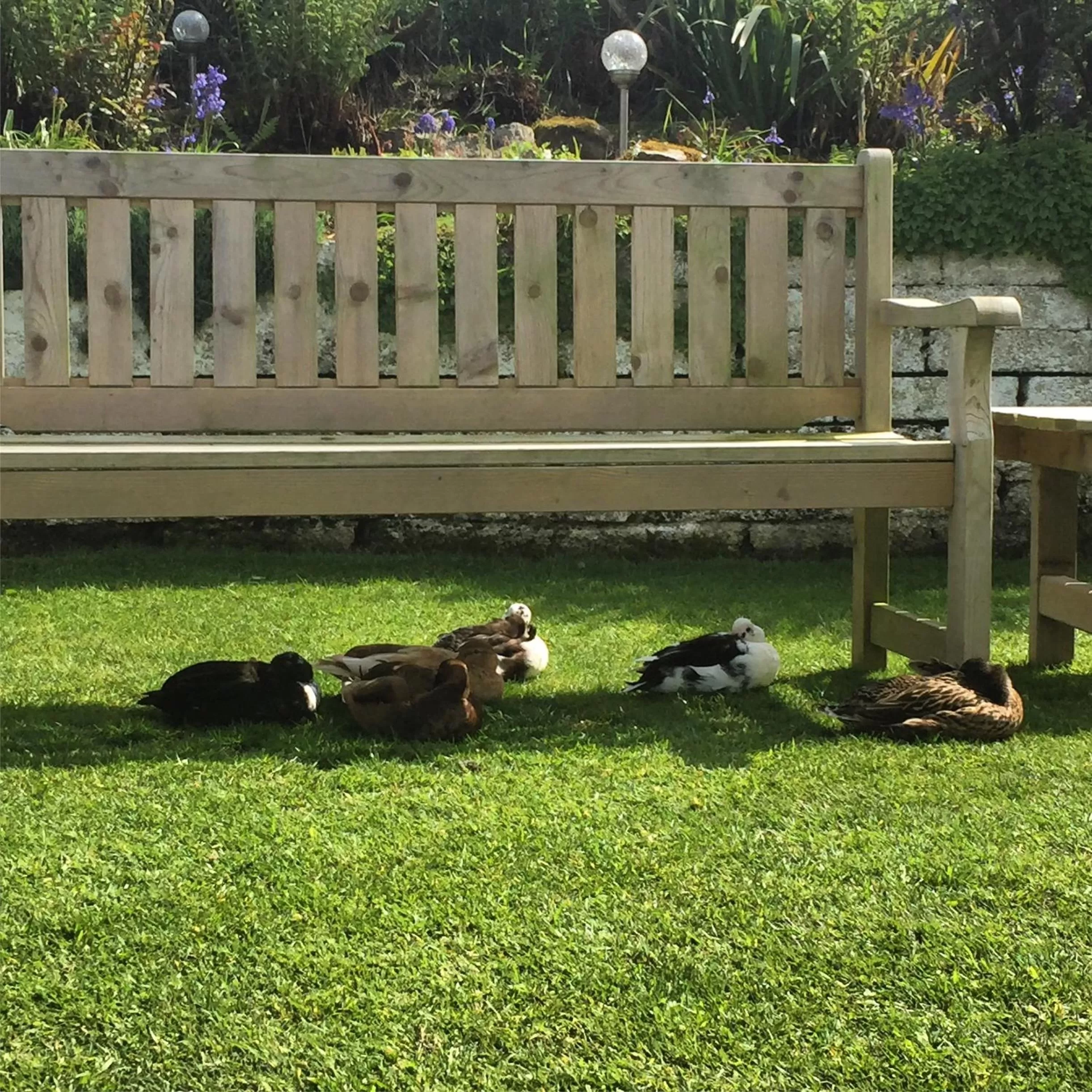 Garden, Other Animals in Ramsey House