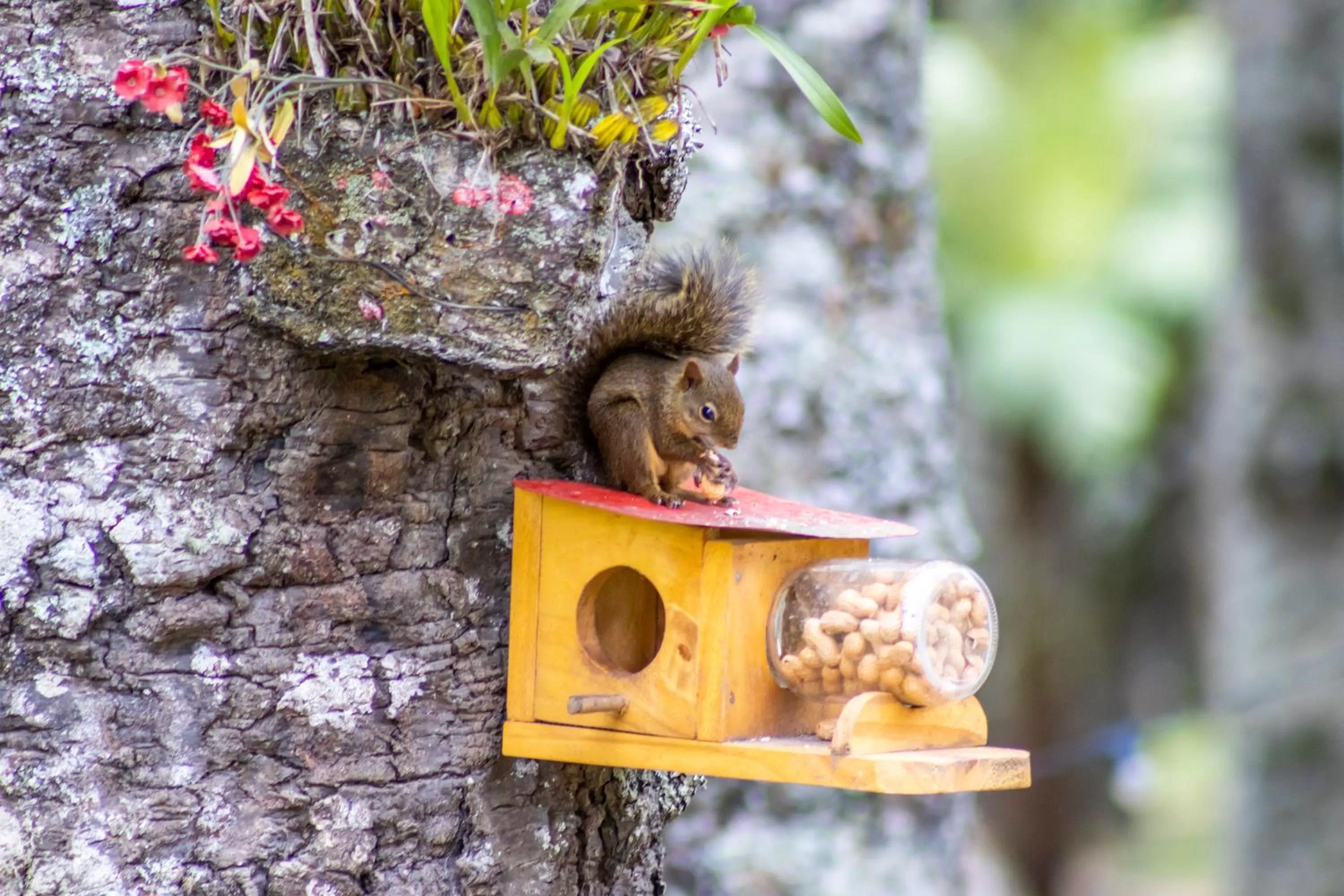 Garden in Green Village Hotel