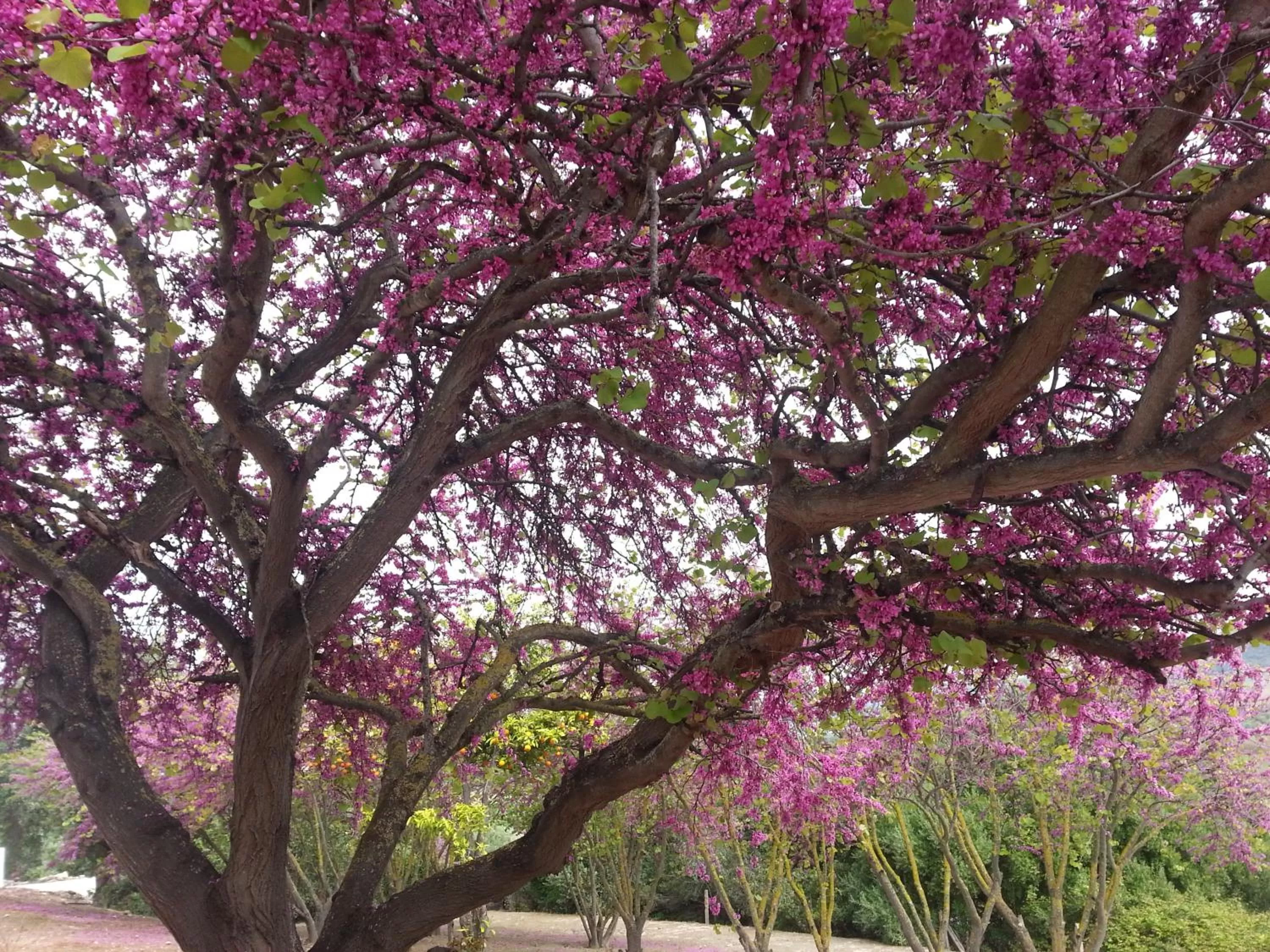 Garden in Hacienda El Santiscal Adults Only
