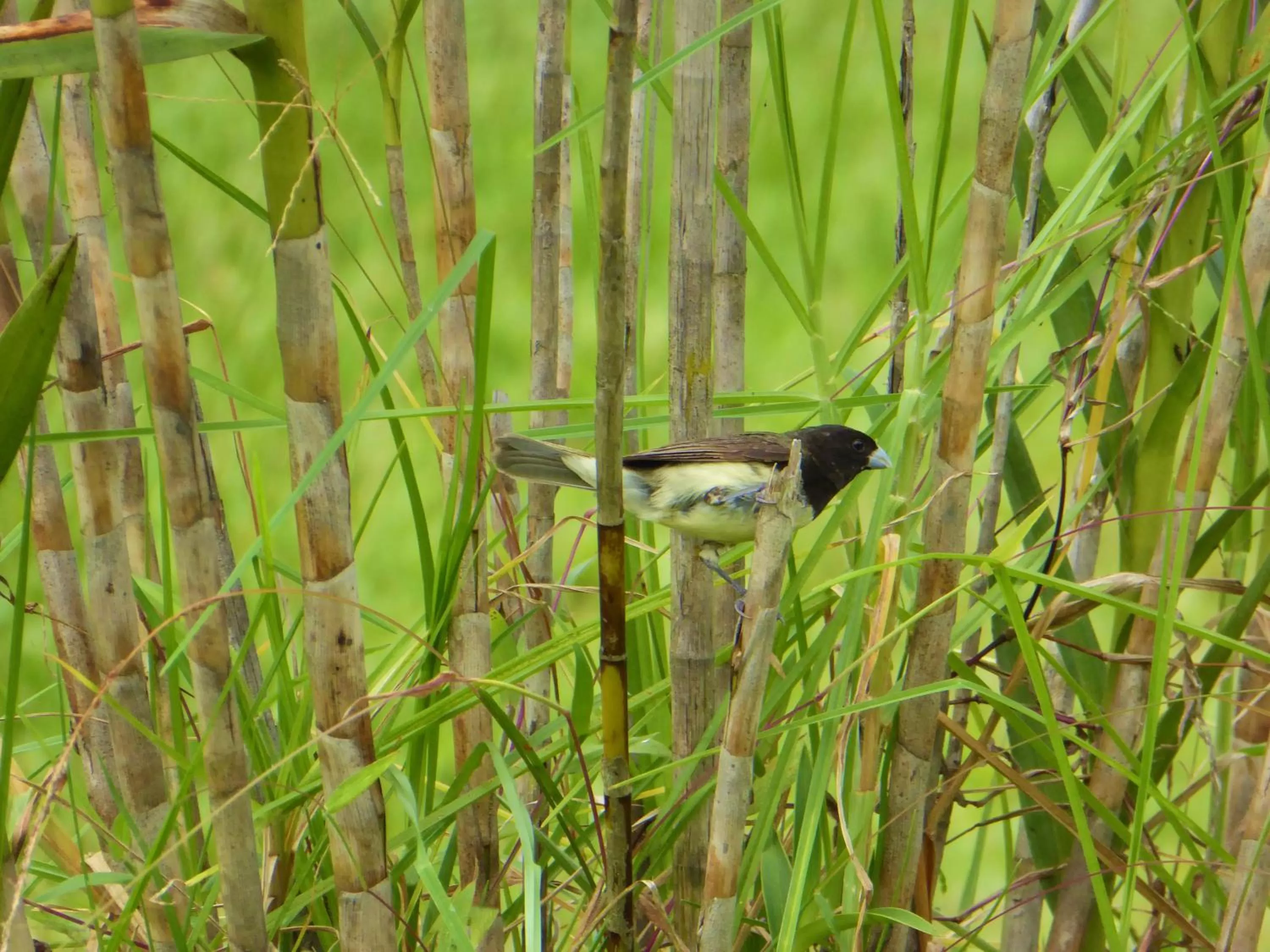 Animals in Finca El Cielo