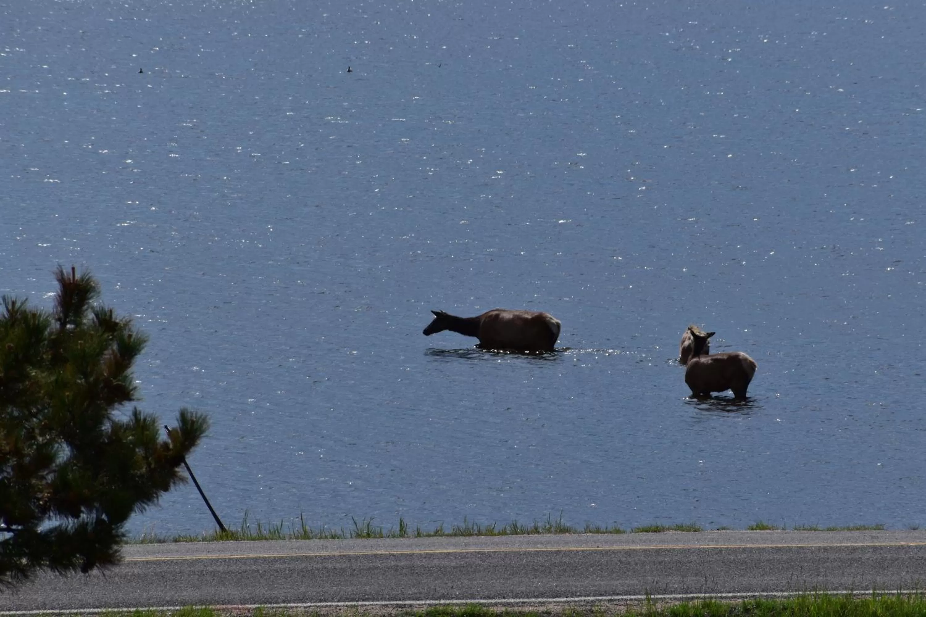 Other Animals in Estes Lake Lodge