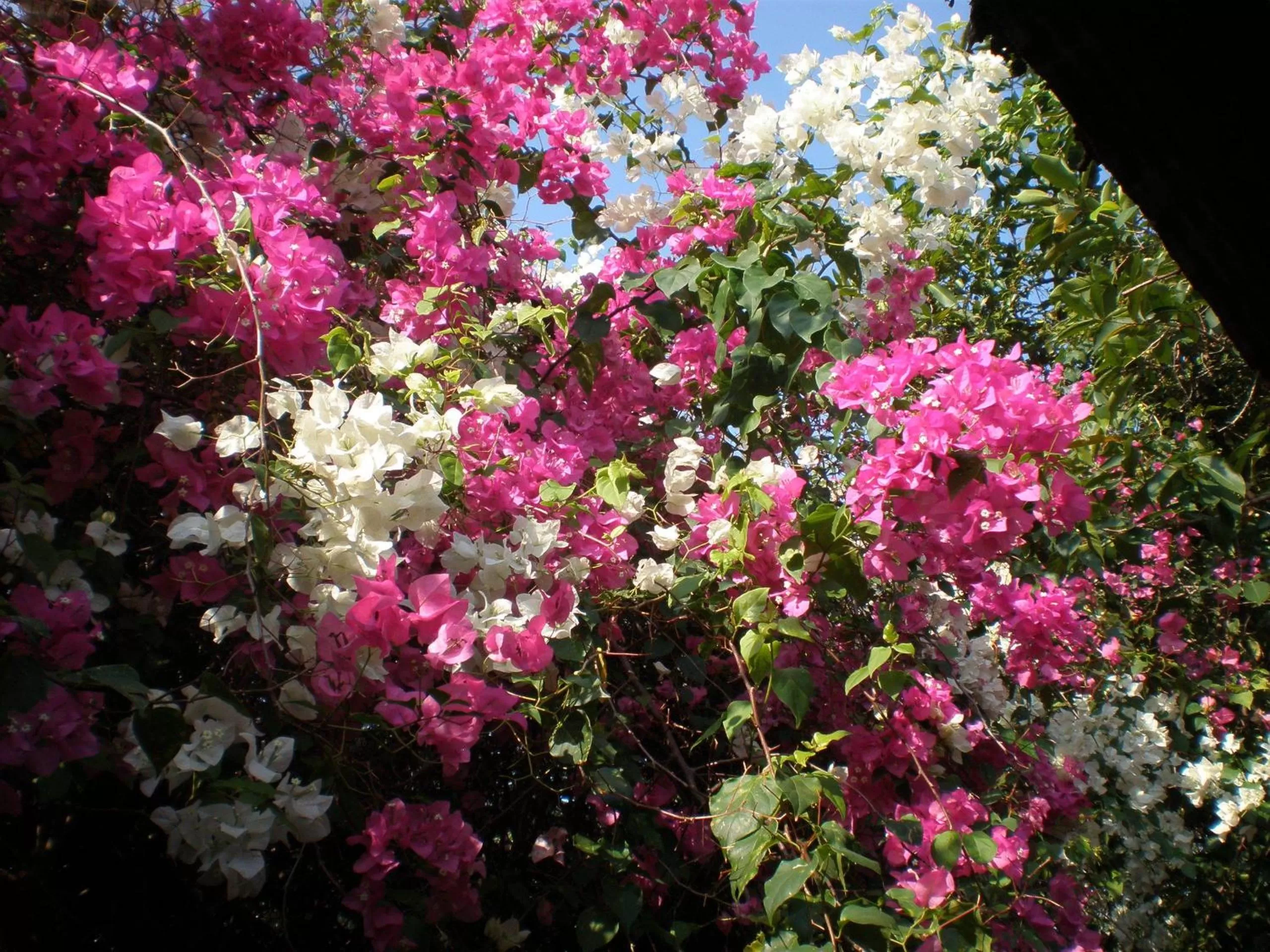 Decorative detail in Villa Molek