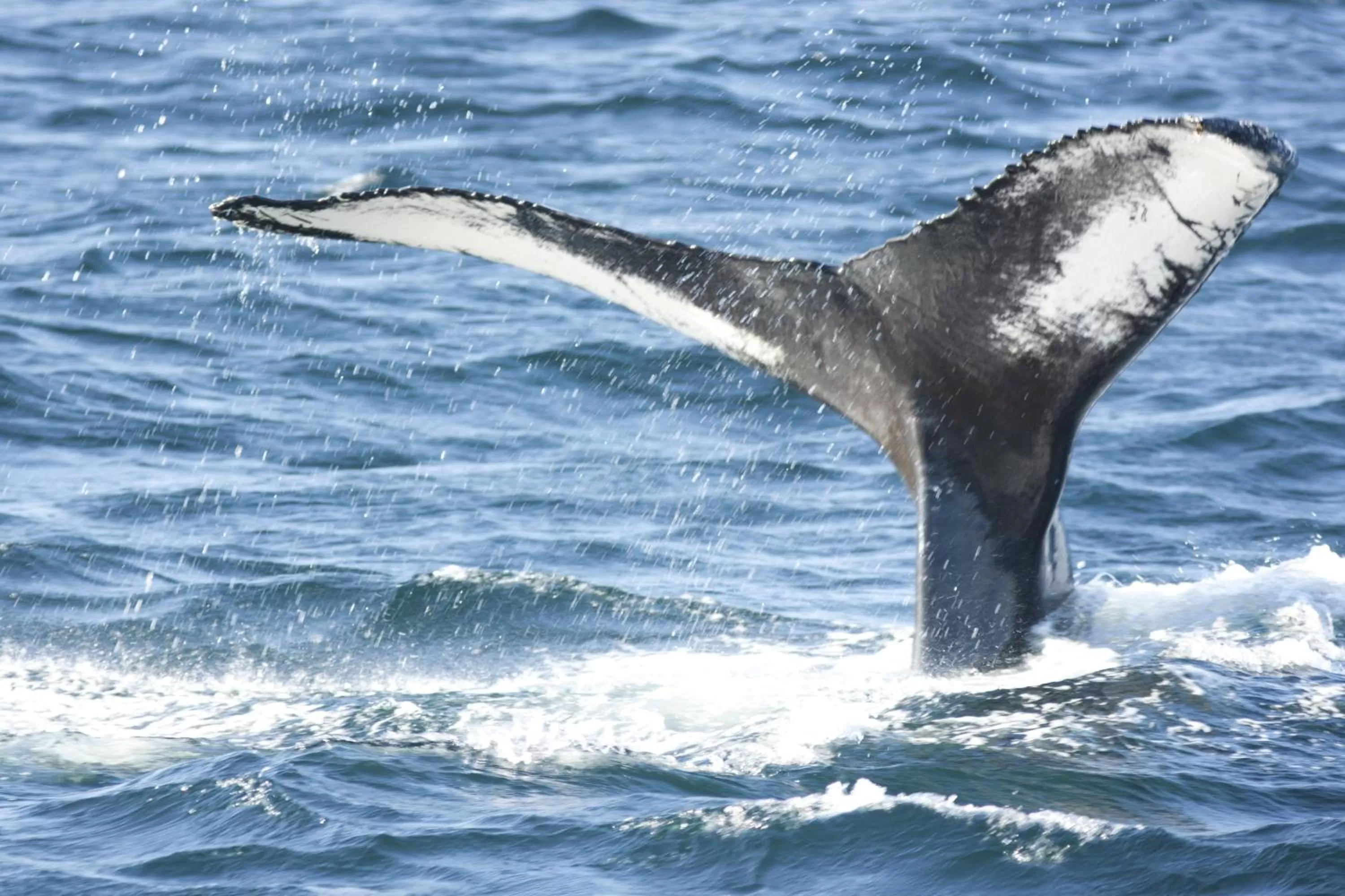 Nearby landmark in Holiday Inn Express Deer Lake, an IHG Hotel