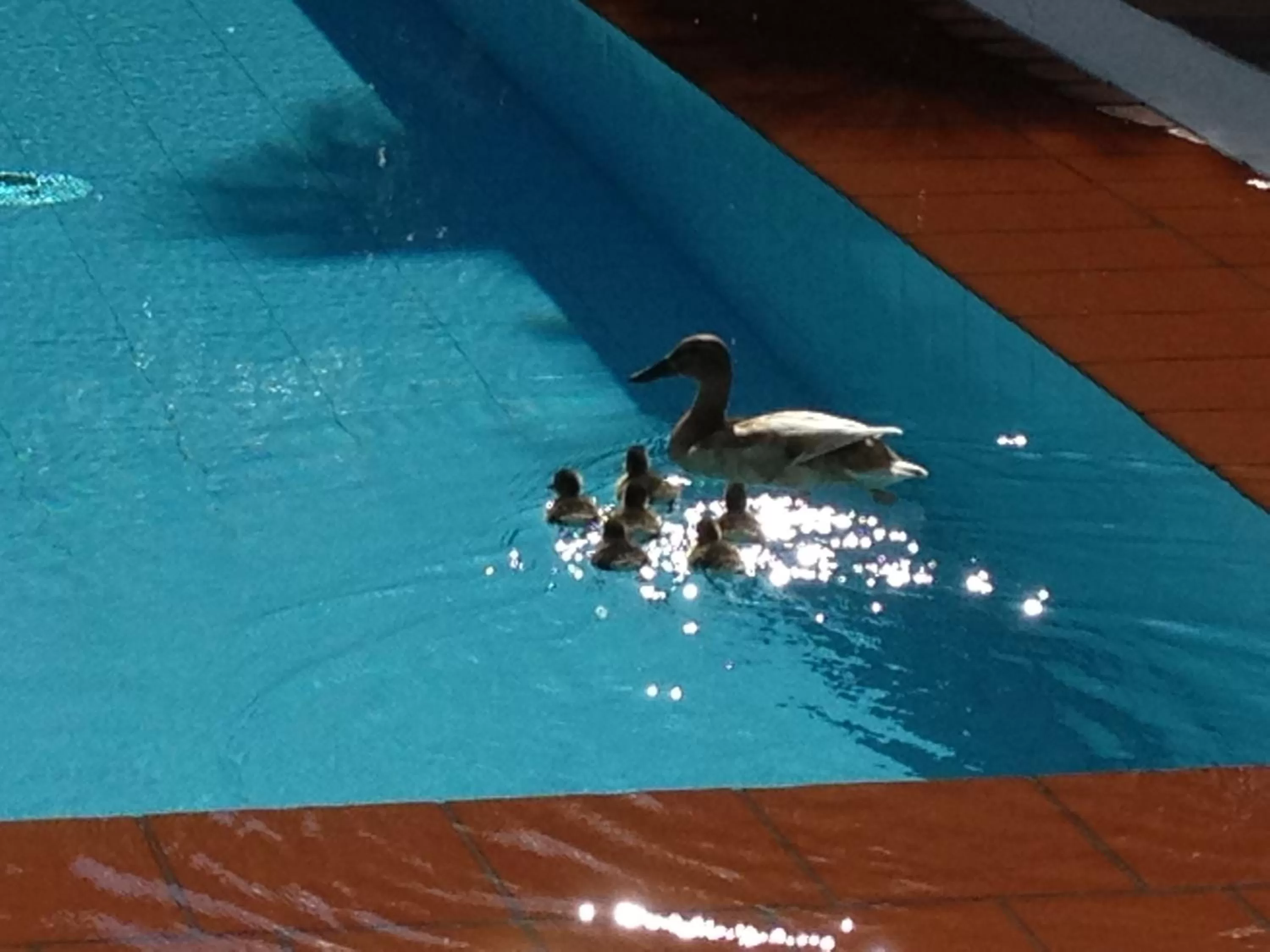 Other, Other Animals in Aparthotel Al Lago