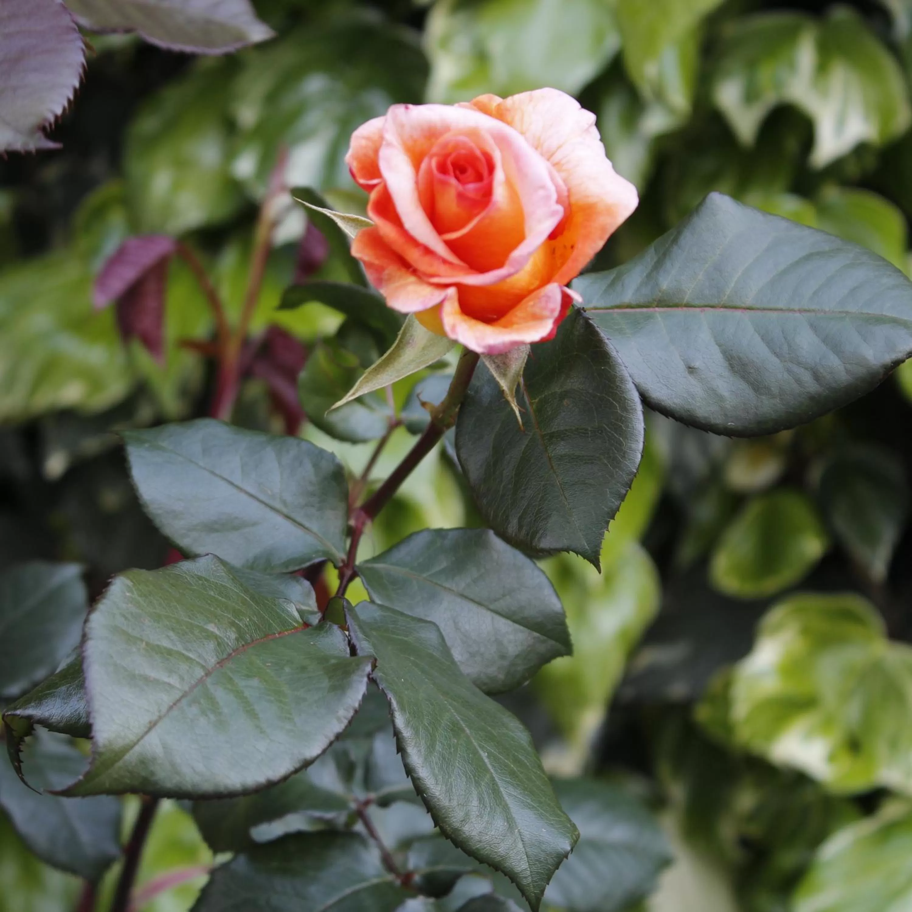 Spring in B&B Barletta Acasamia con Parcheggio Privato