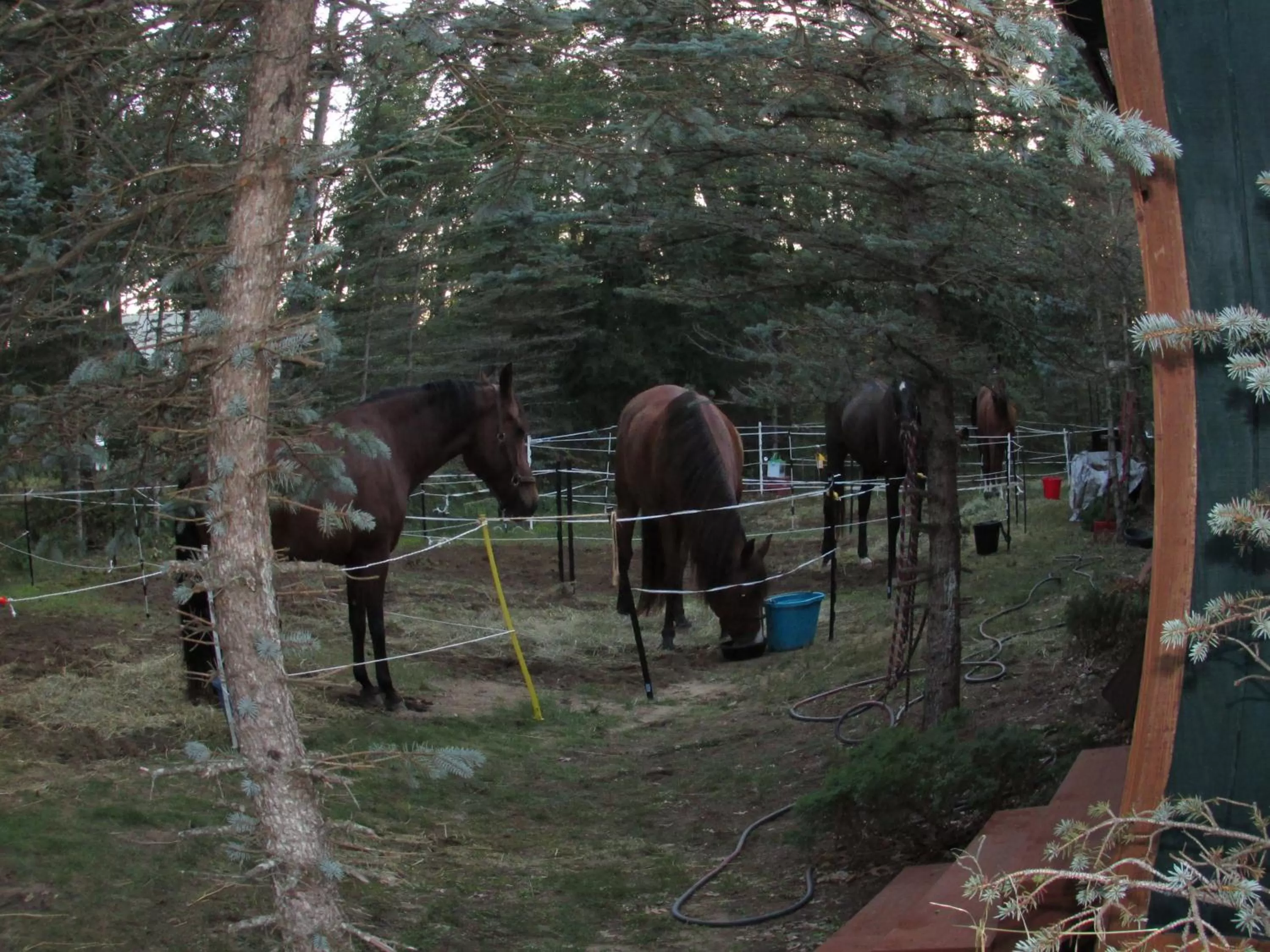 Pets in Best Bear Lodge
