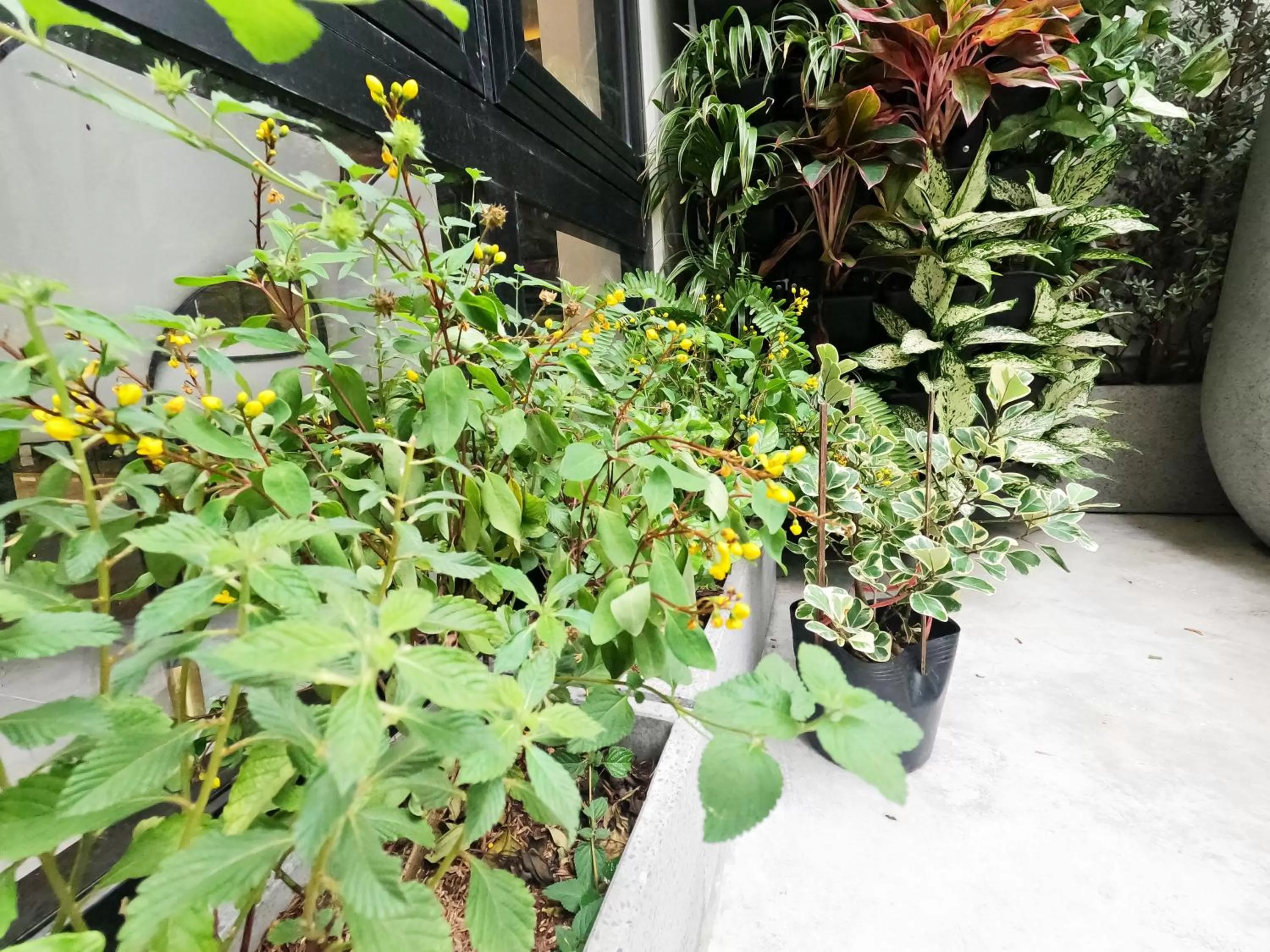 Garden in Dinh Phat Hotel