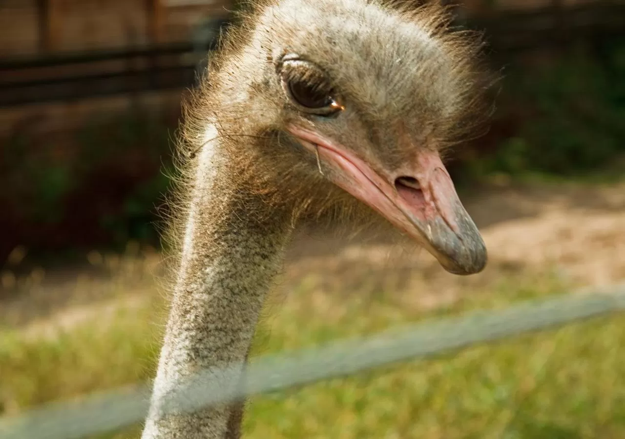 Animals in Ziołowa Dolina