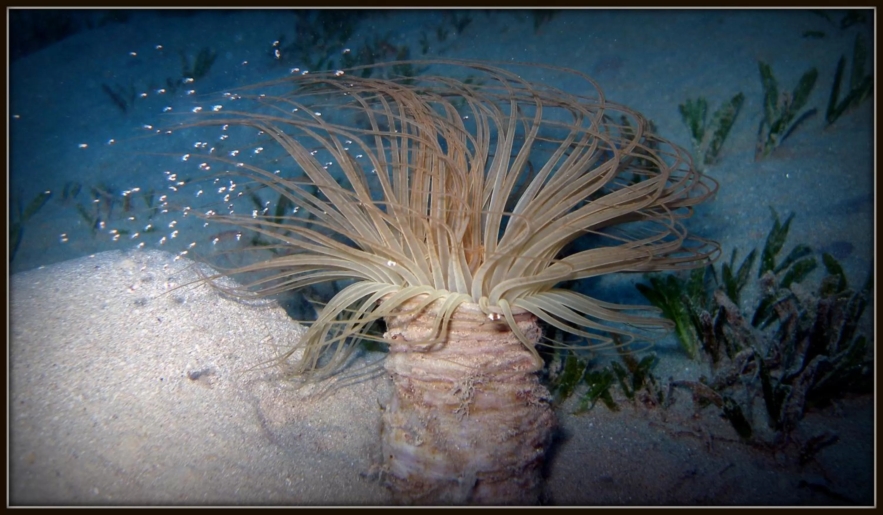 Snorkeling in Coral Sun Beach