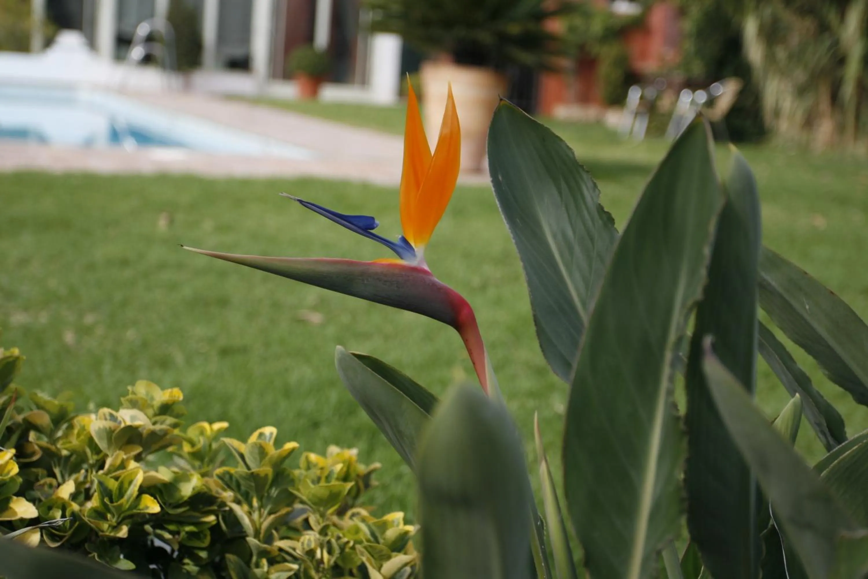 Garden in Hotel Oasis
