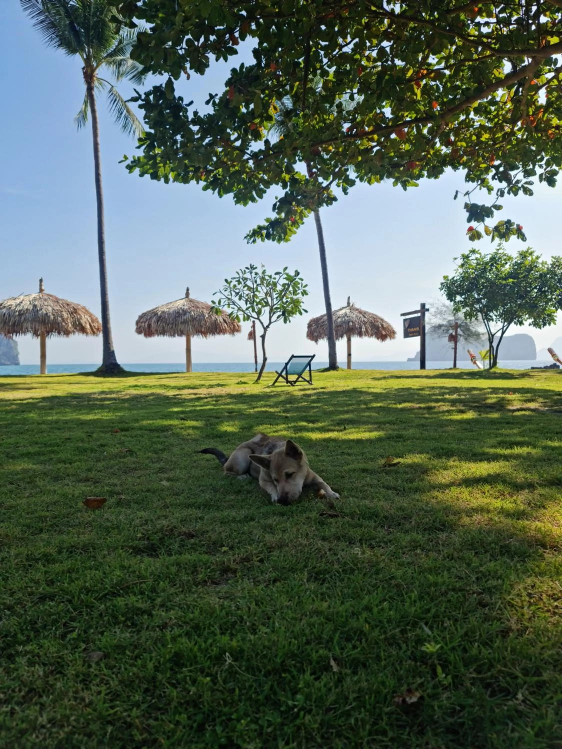 Garden in Thanya Beach Resort - SHA Plus