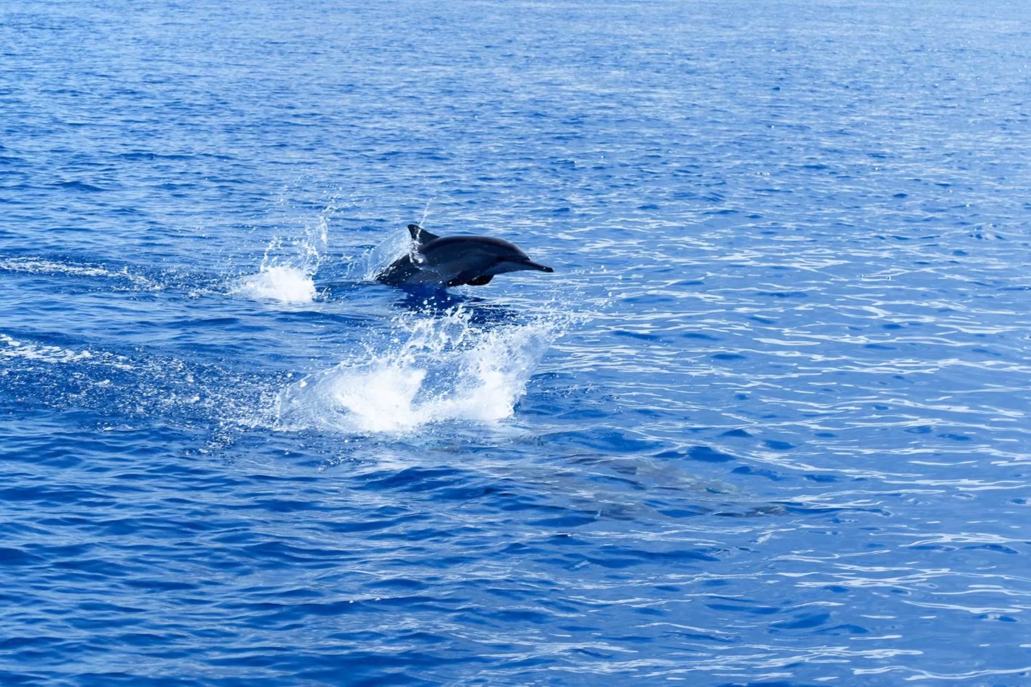 Day in Canareef Resort Maldives