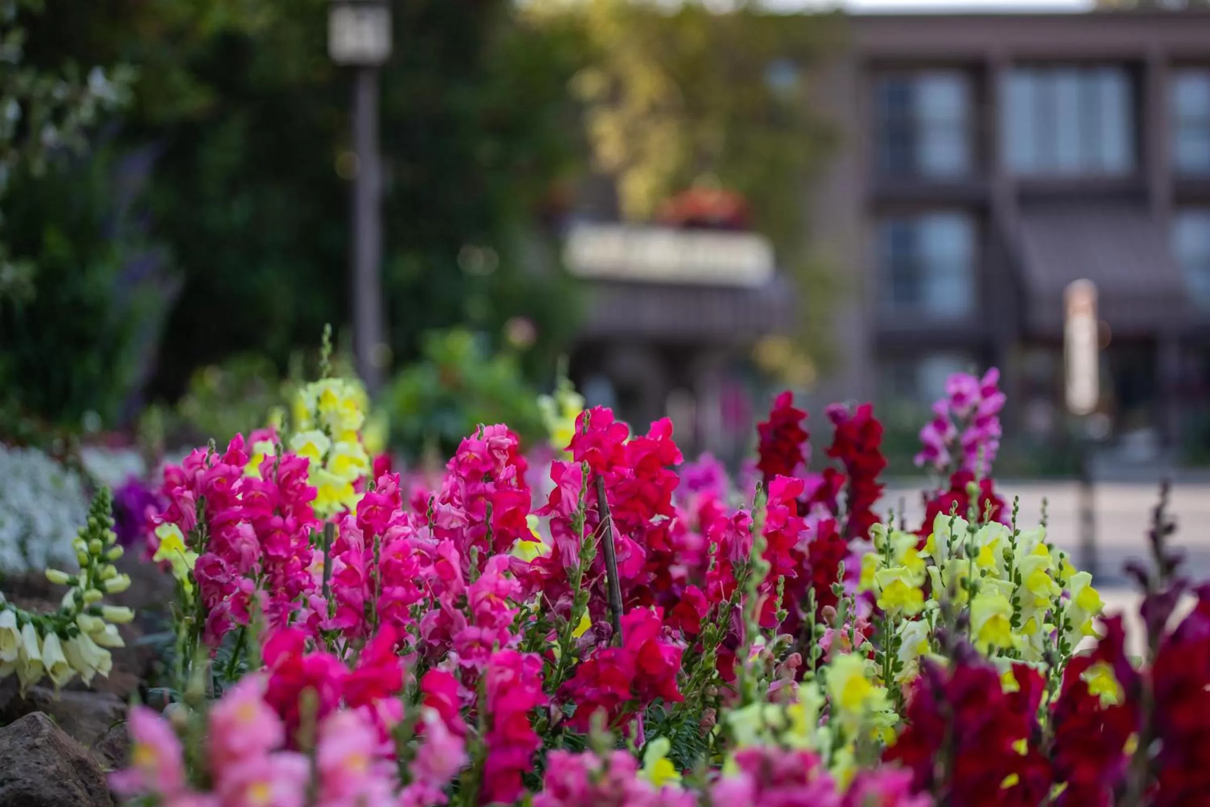 Garden in Sophie Station Suites