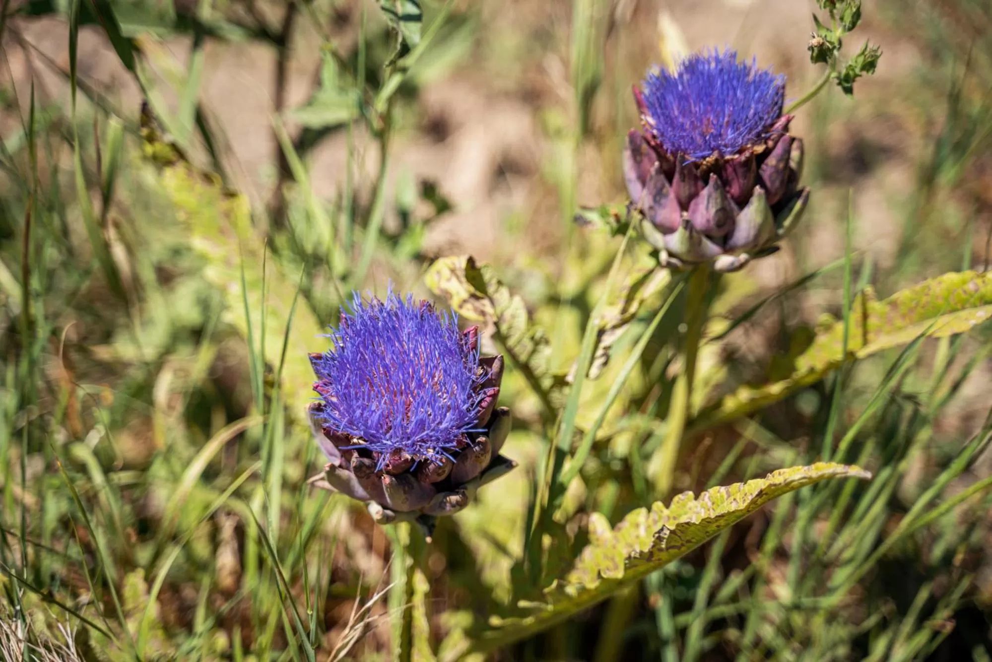 Garden, Other Animals in B&B Il Giardino di Gabri