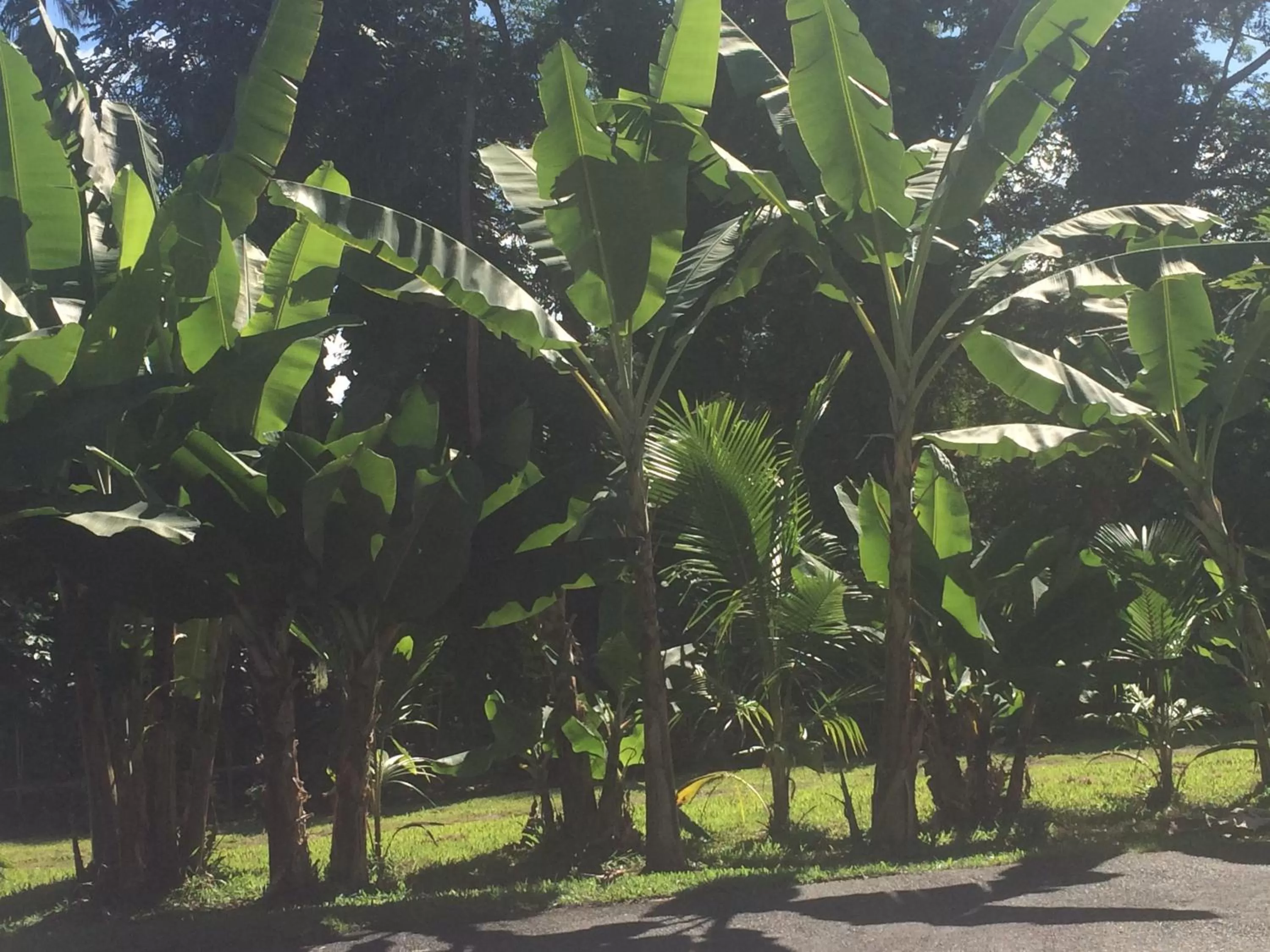 Garden in Hilo Bay Oceanfront Bed and Breakfast