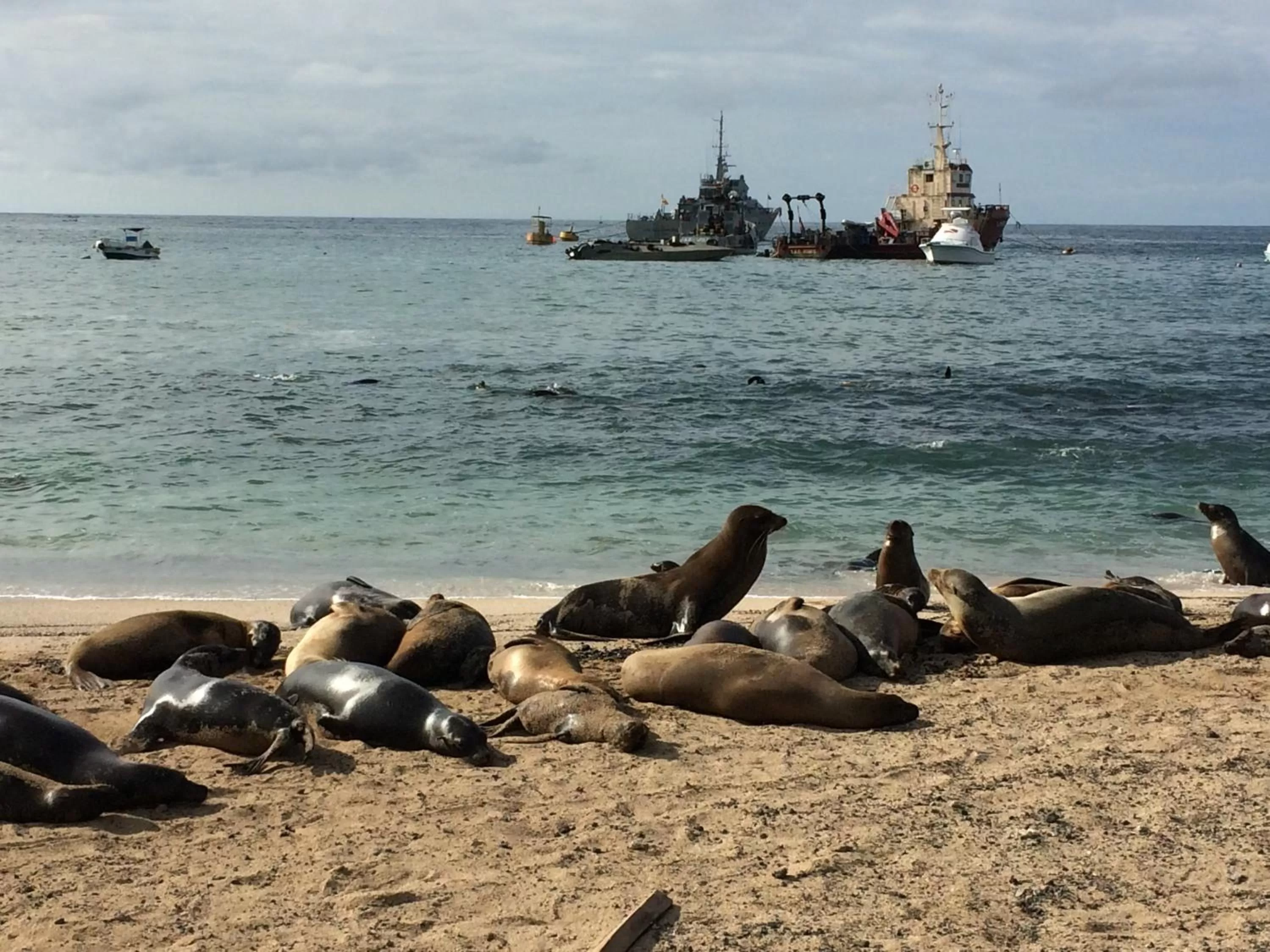 Other Animals in Hostal Cabañas Don Jorge