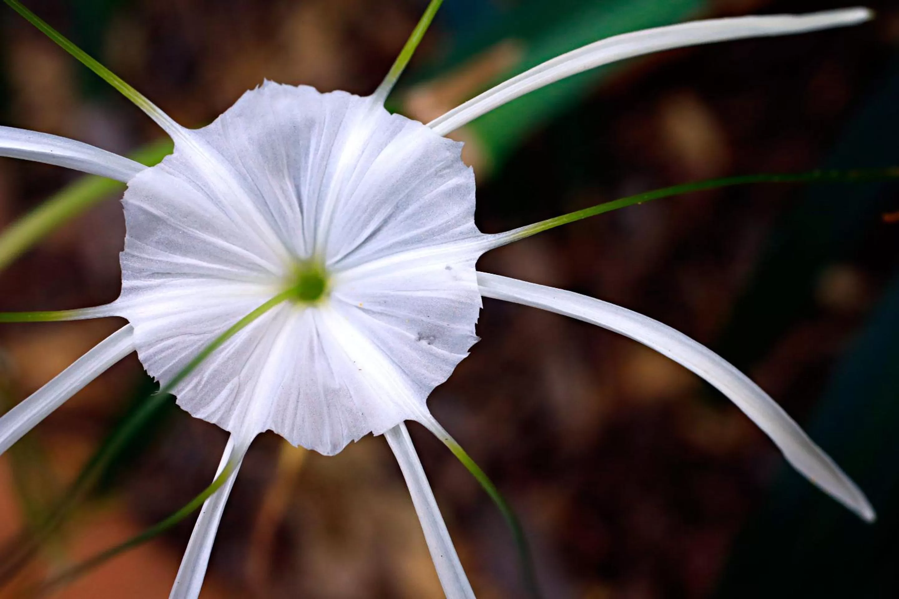 Garden in Habitat Resort
