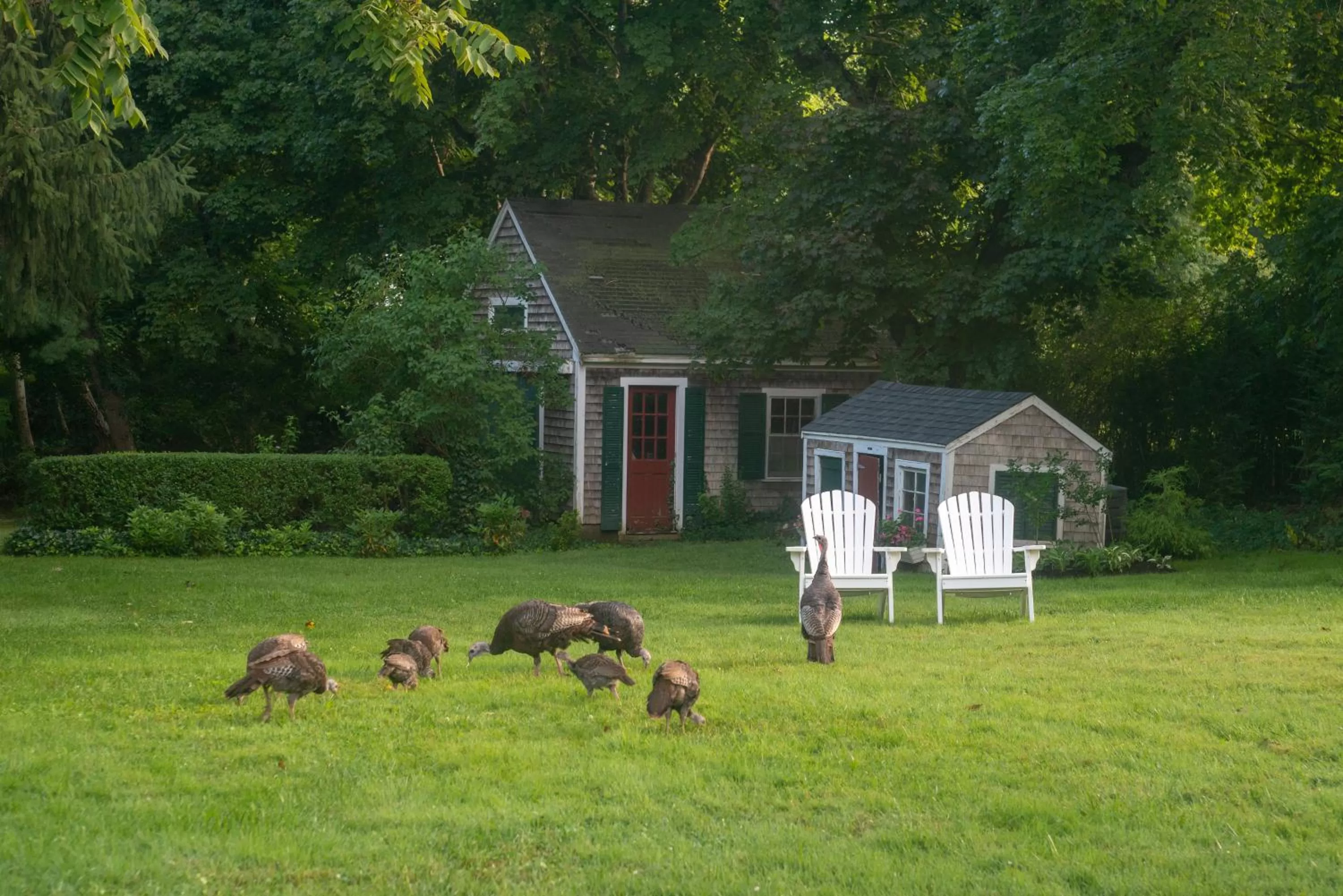 Garden, Property Building in Village Inn