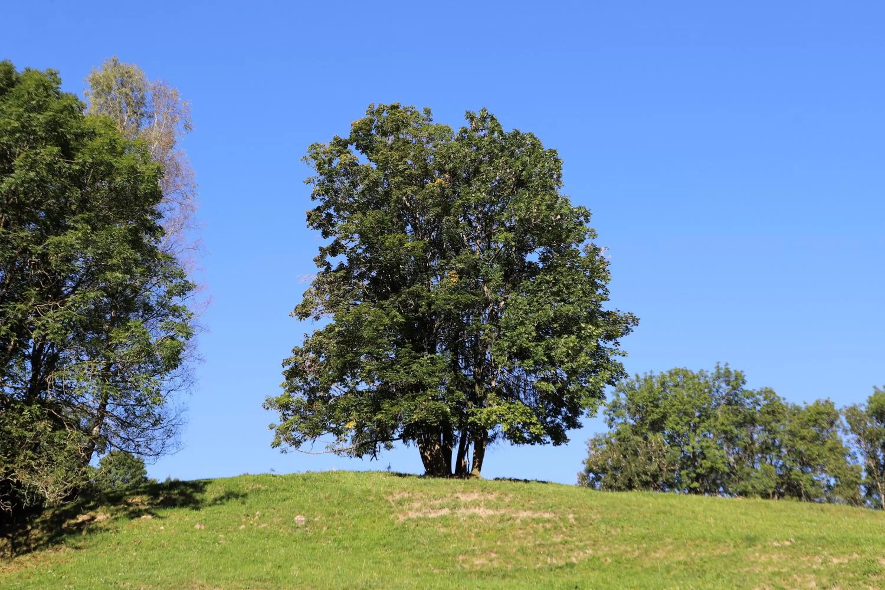 Natural landscape in SOWELL HOTELS Mont Blanc et SPA