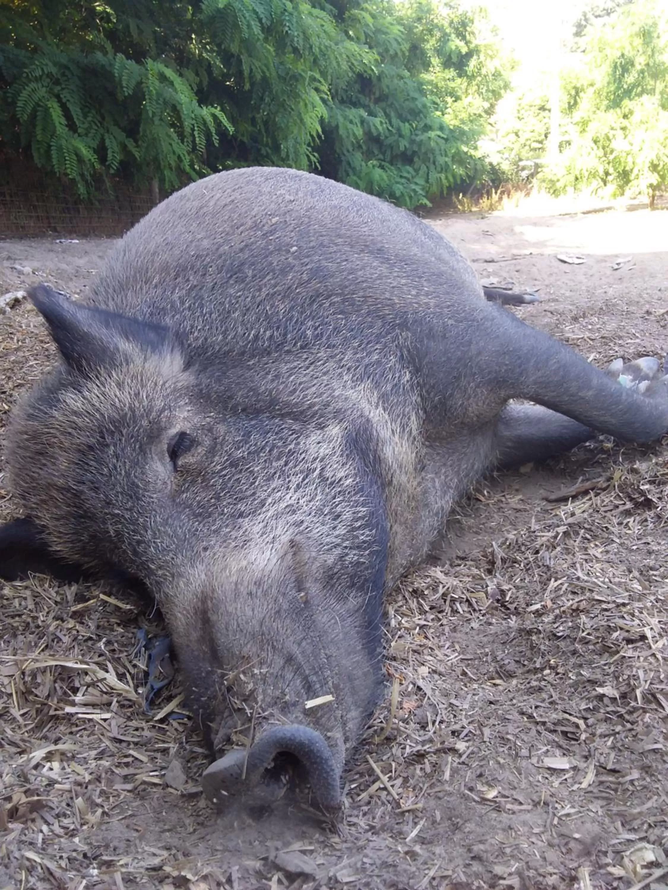 Other Animals in B&B Podere Legnotorto