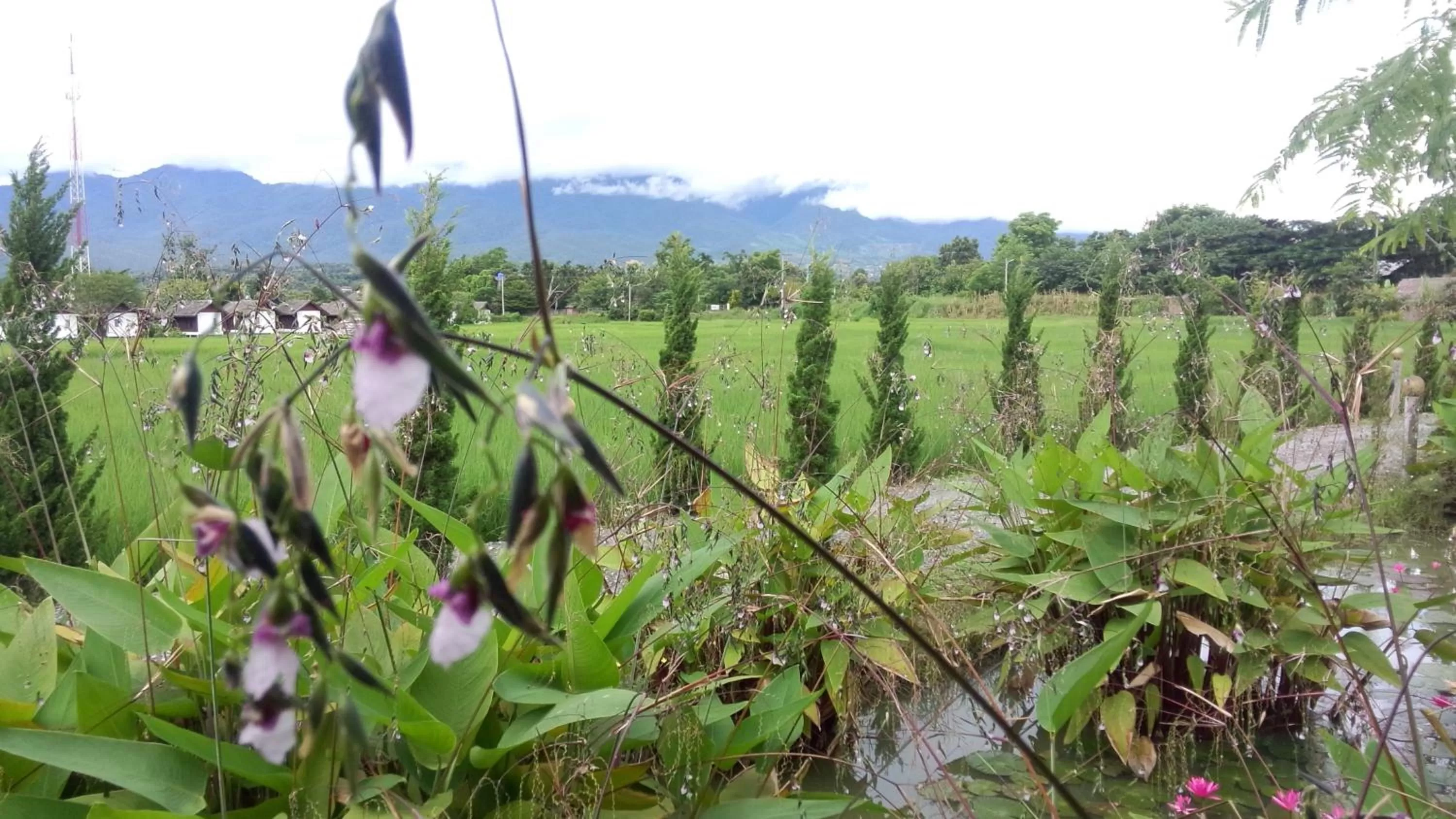 View (from property/room) in Pai My Guest Resort - SHA Plus