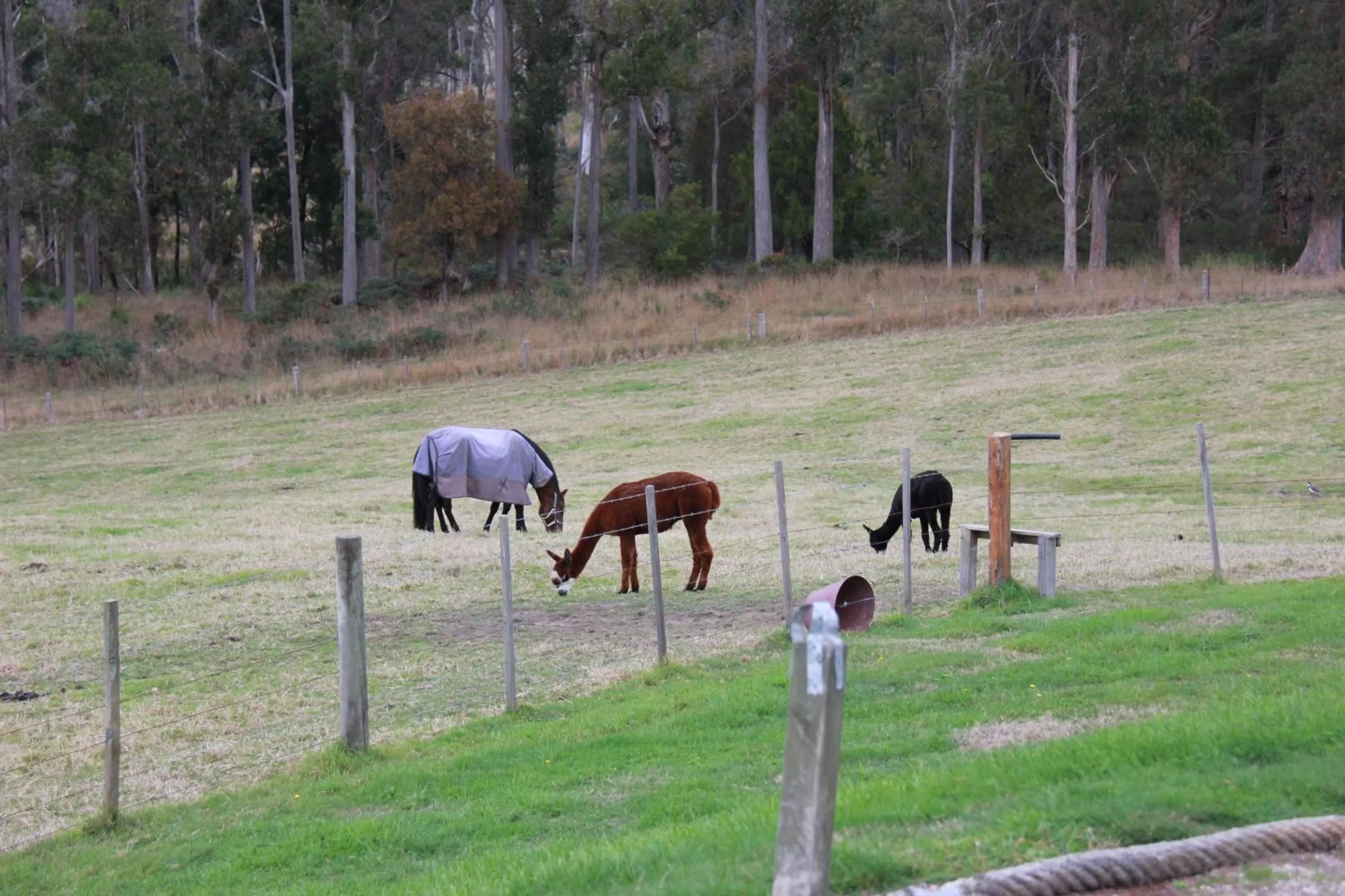 Pets, Other Animals in Sherwood View Accommodation