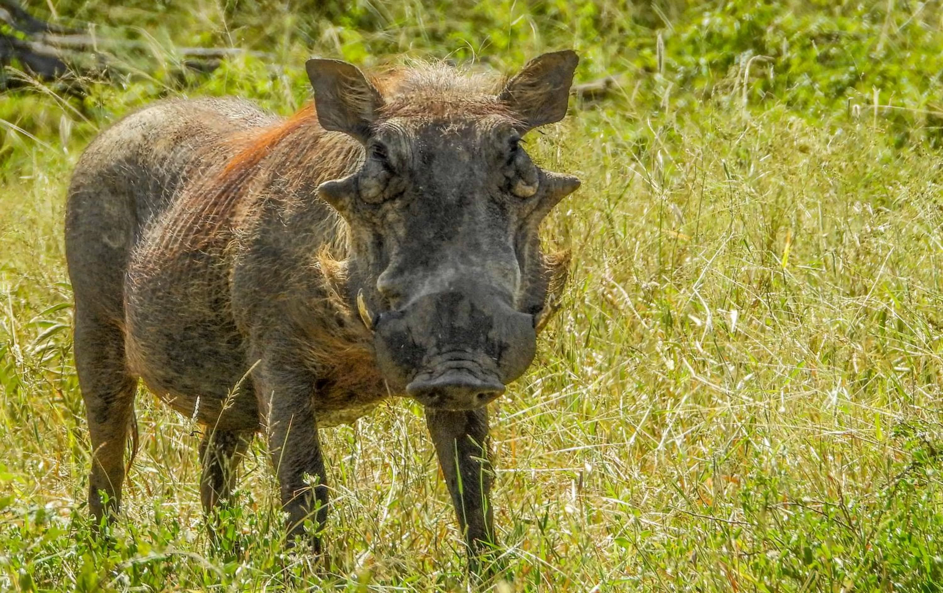 Animals in SleepOver Komatipoort