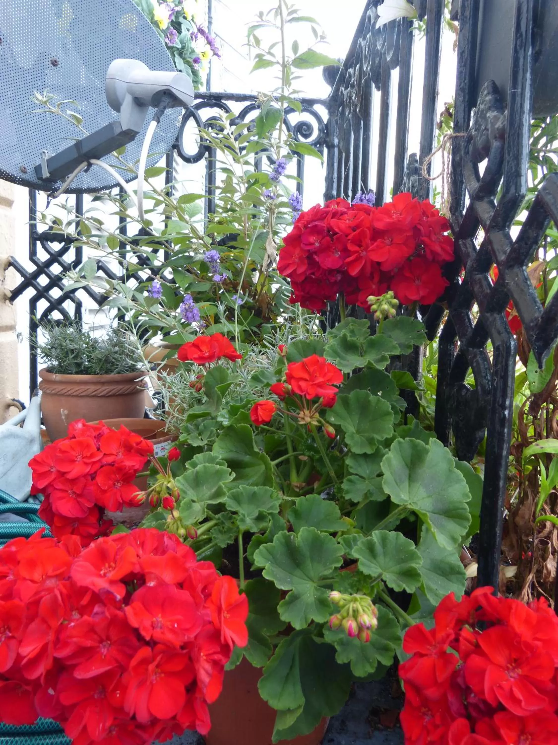 Decorative detail, Garden in The Iverna