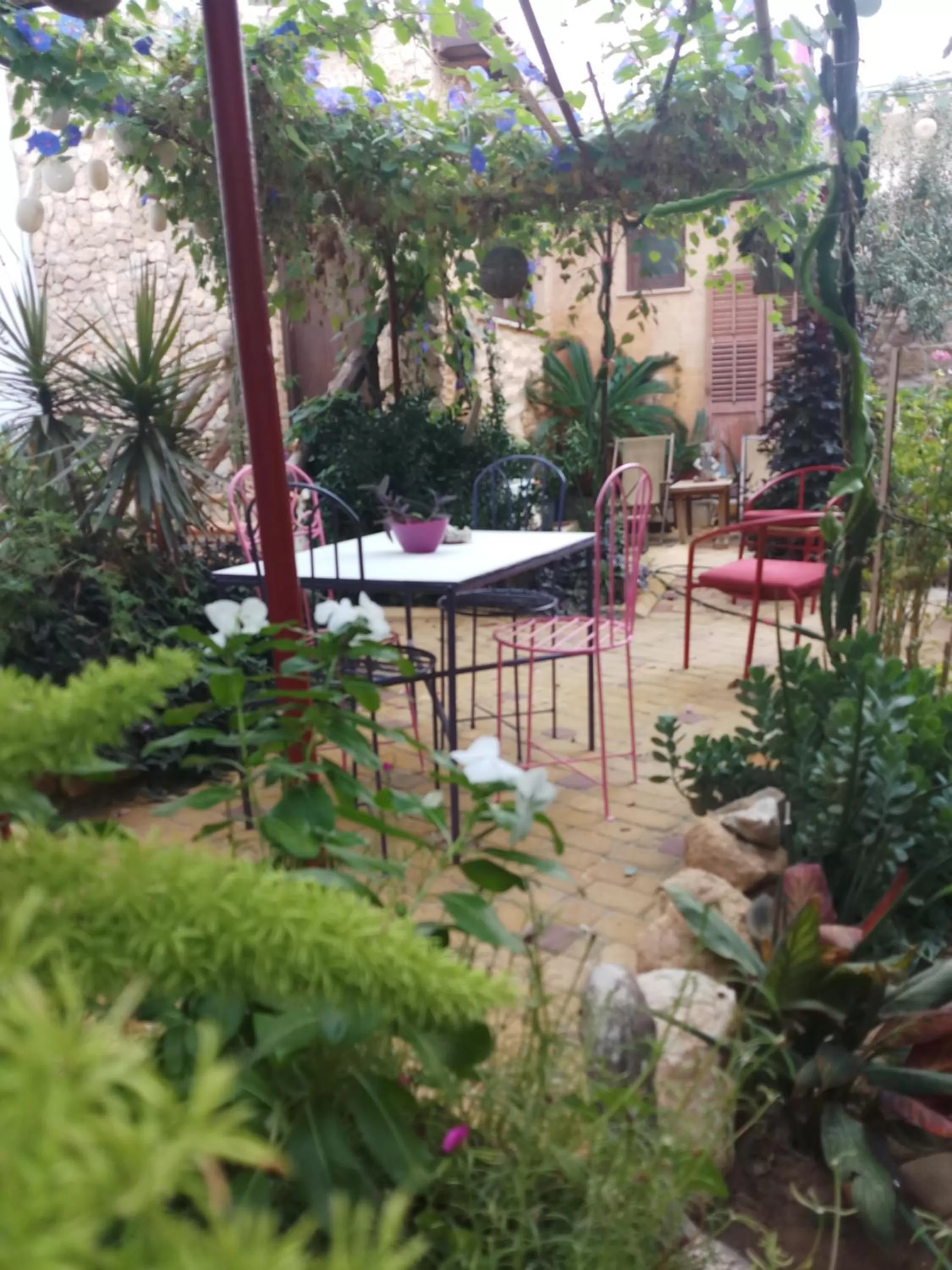 Garden in Mystery Garden Guest House