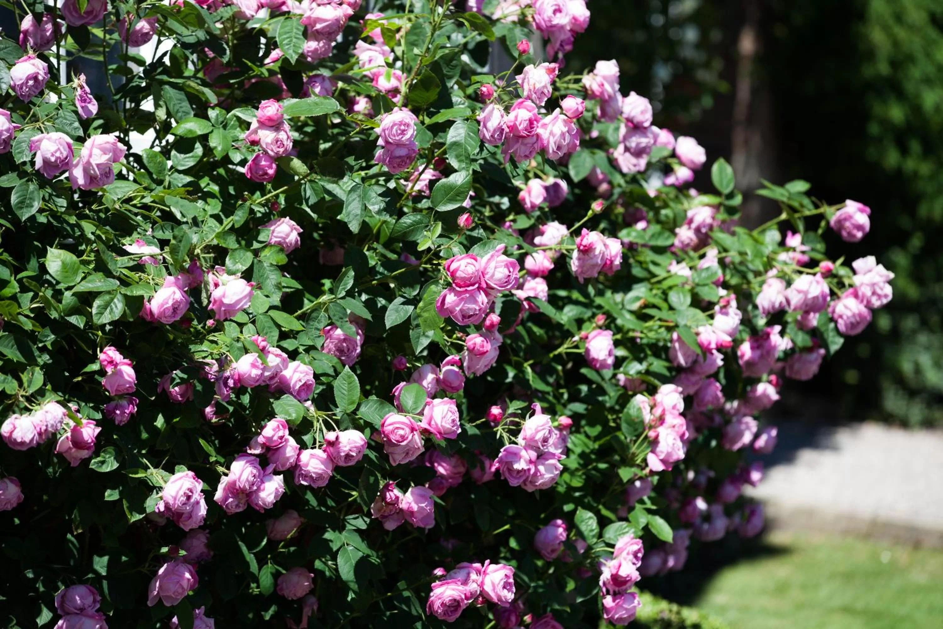 Garden in Goldsborough Hall