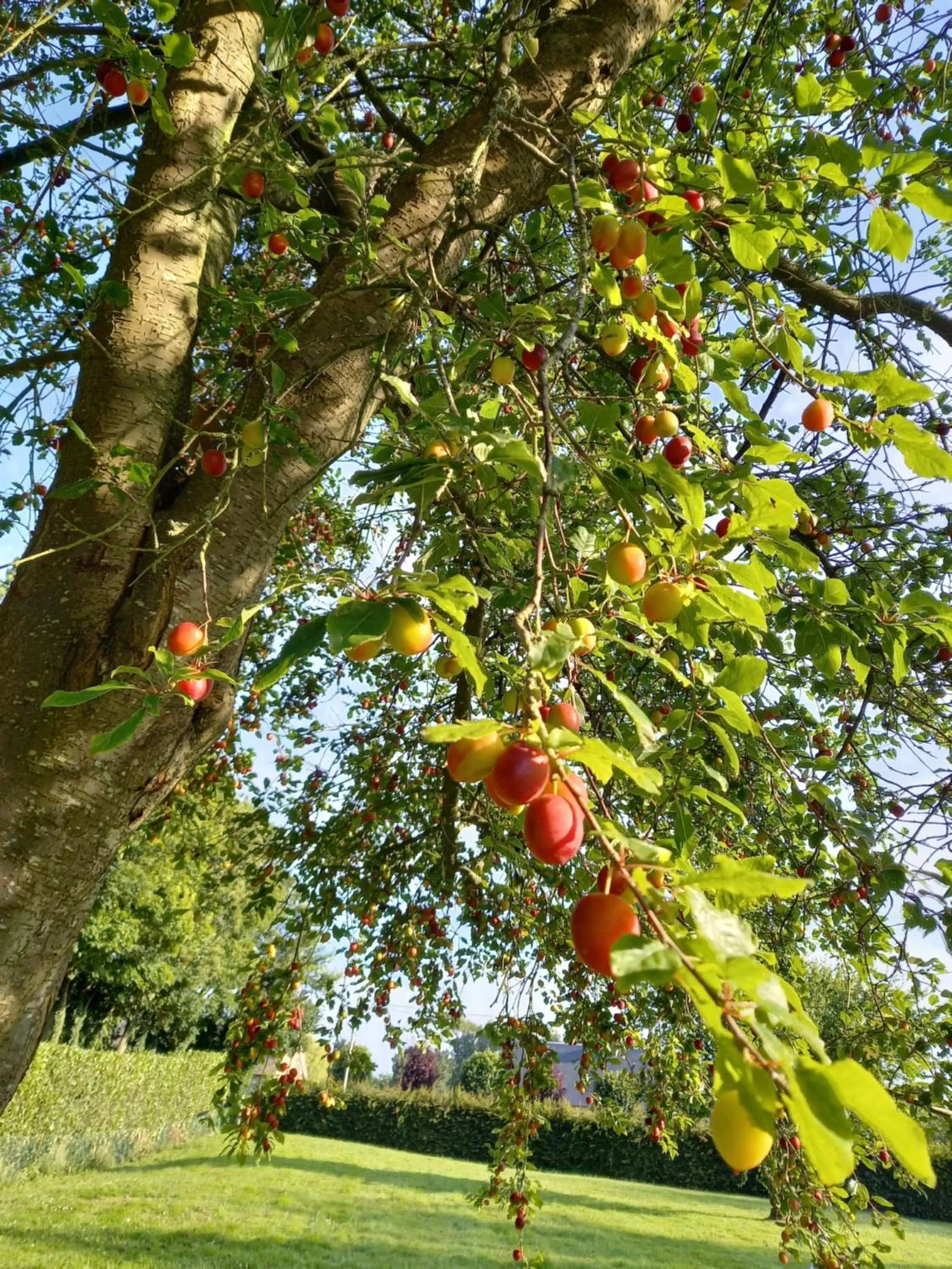 Garden in chambres et gites d'étretat