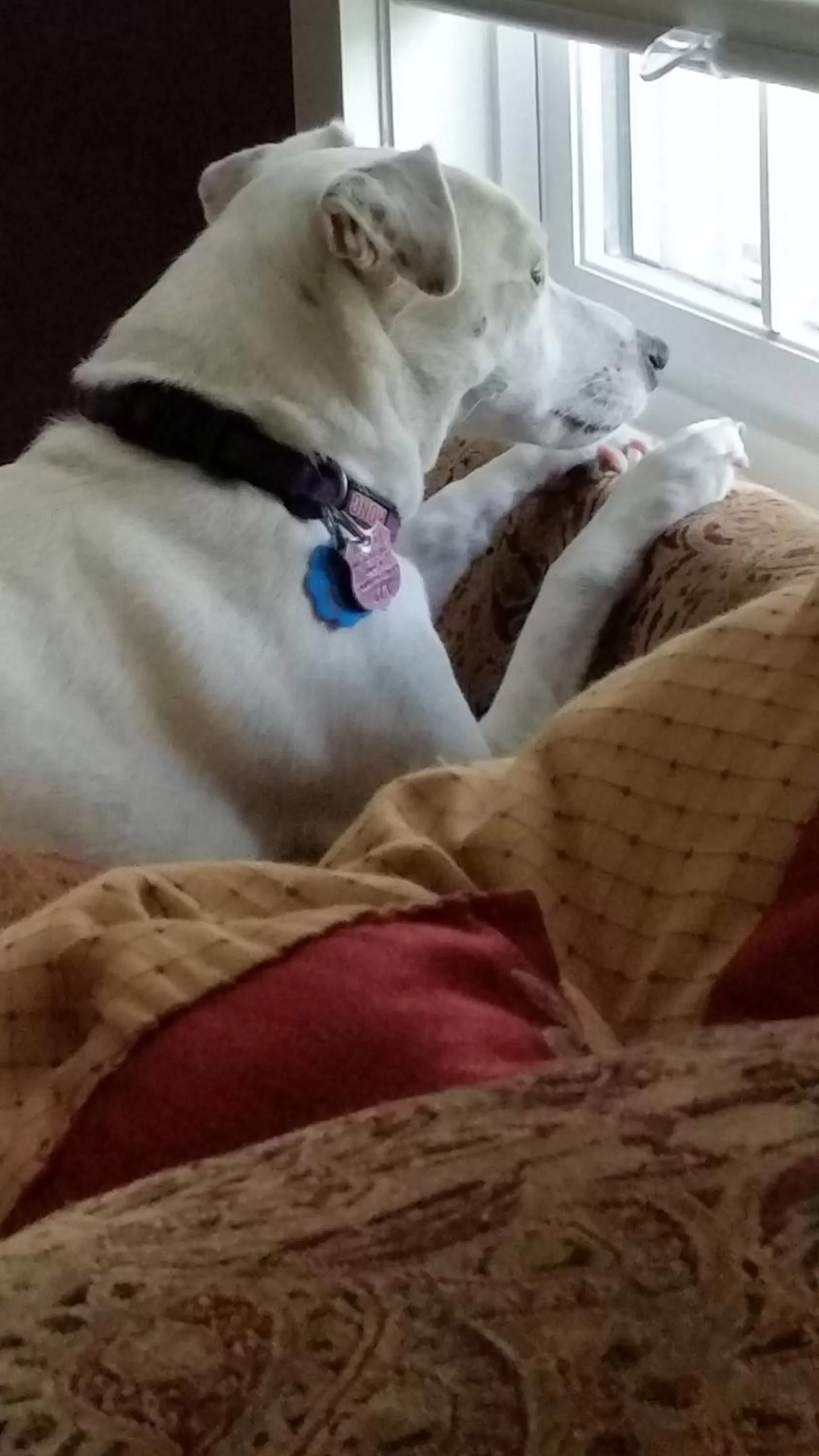 Pets in The Tilton Inn